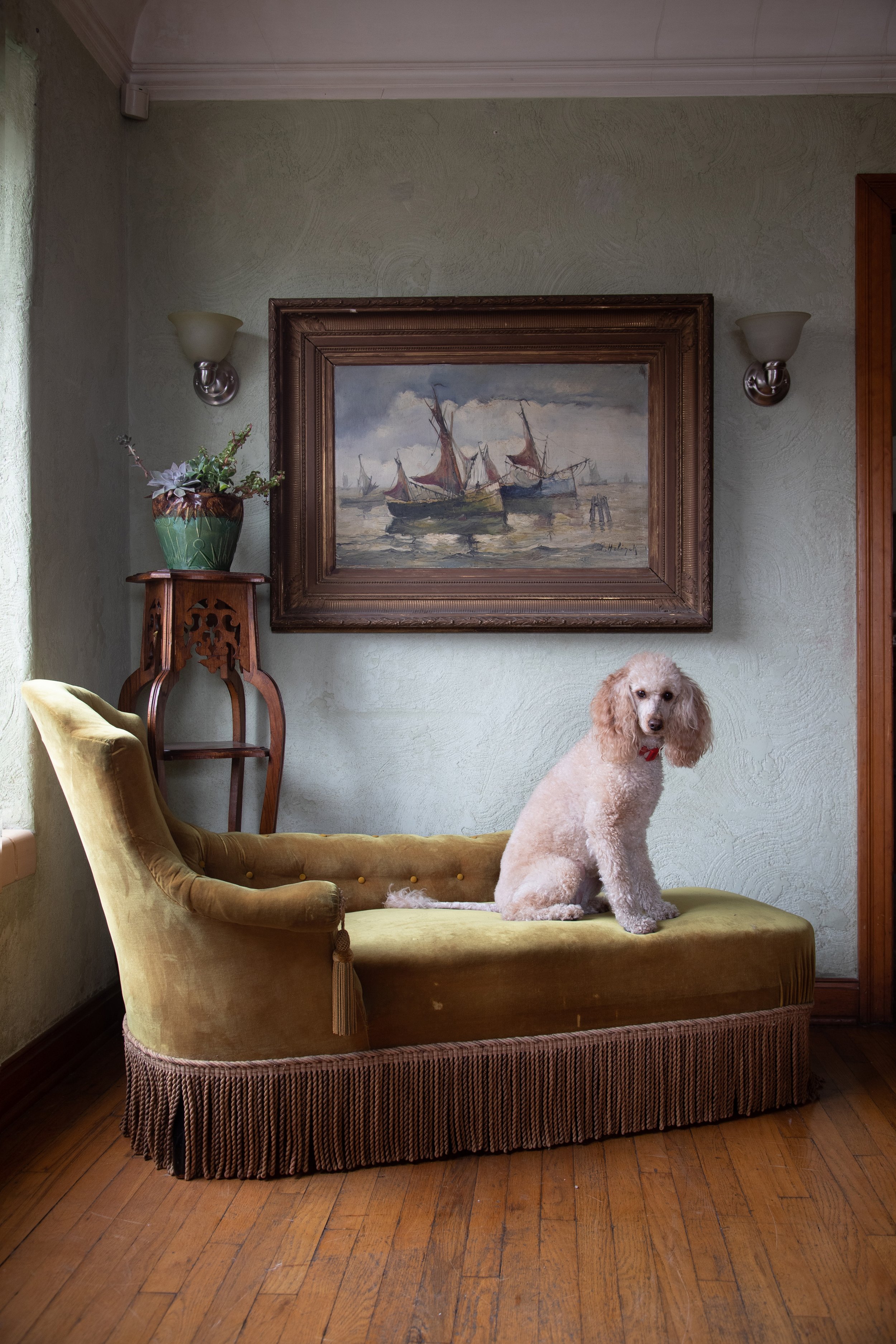 A tan poodle sitting on an antique green chaise lounge in a room with a vintage painting of sailboats on the wall. There is a decorative plant on a wooden stand next to the chaise lounge. The room has wooden flooring and light green walls.