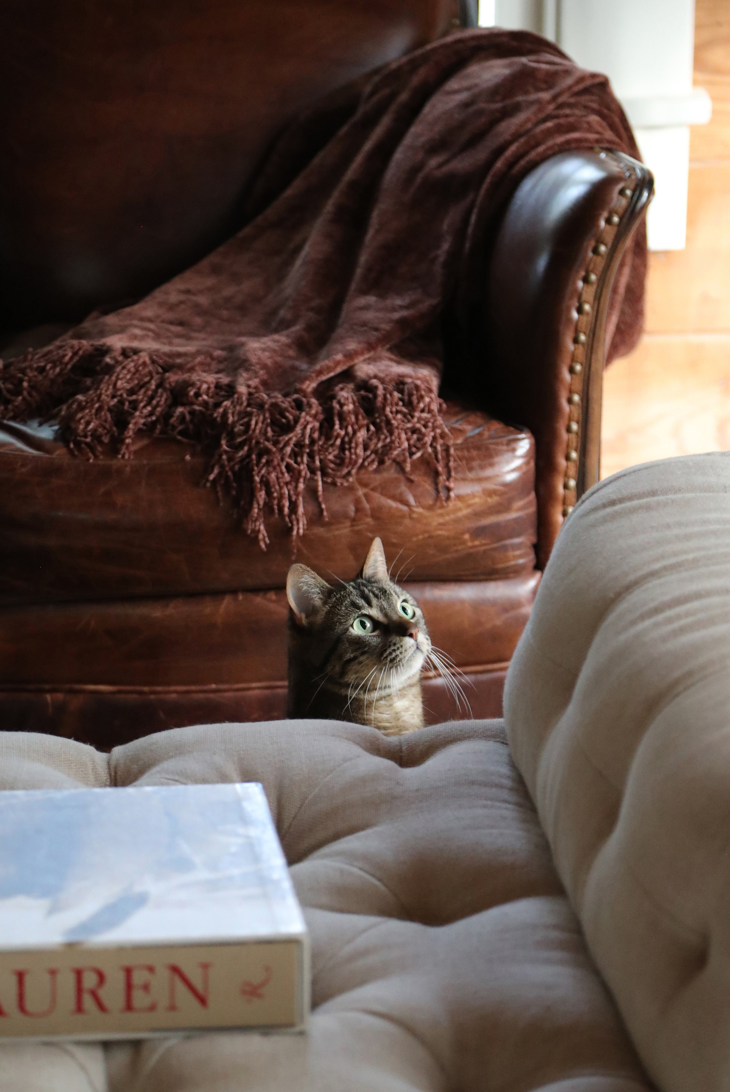 Tabby cat peeking over beige cushion in cozy living room with brown leather chair and blanket.
