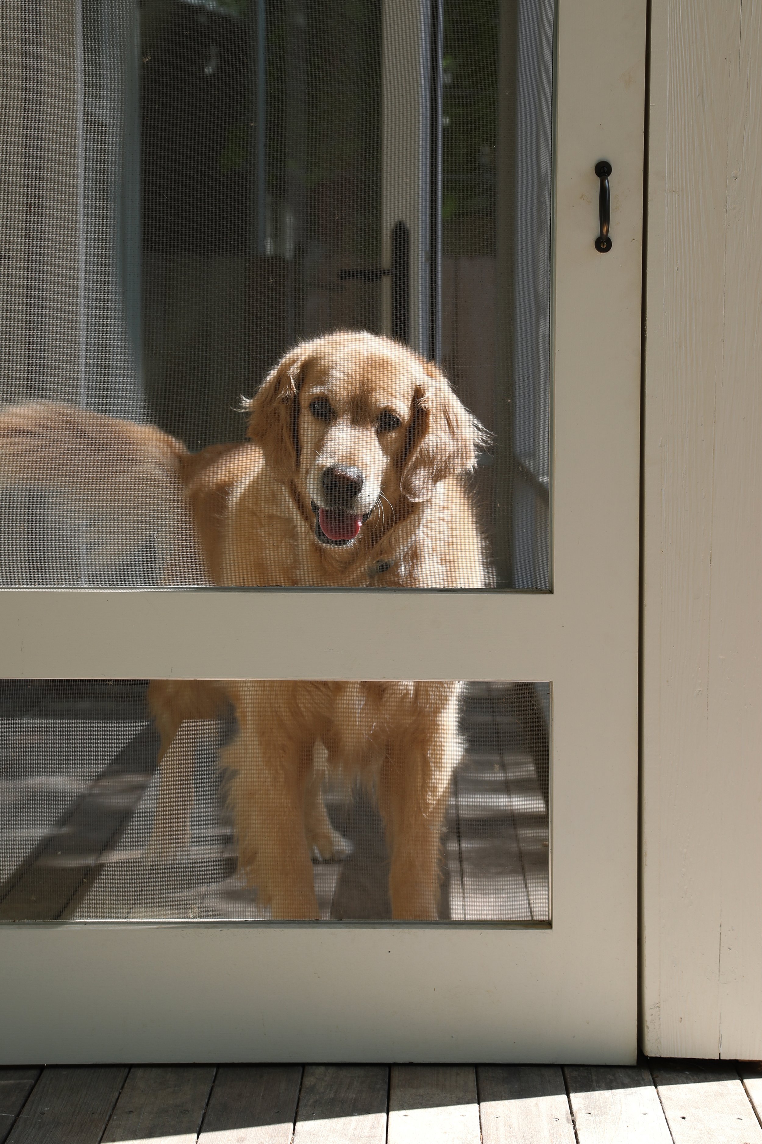Golden Retriever behind a screen door, looking outside on a porch.