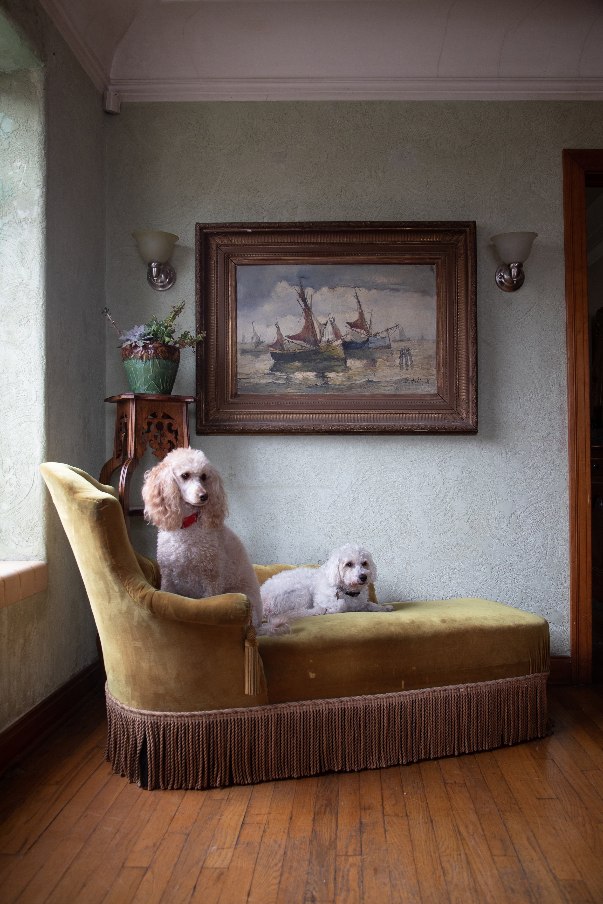 Two dogs lounging on a yellow chaise in a room with a painting of ships on the wall, wooden flooring, and a decorative plant.