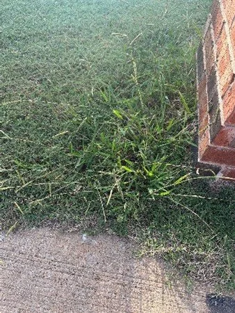 Image of a dallisgrass weed next to a house