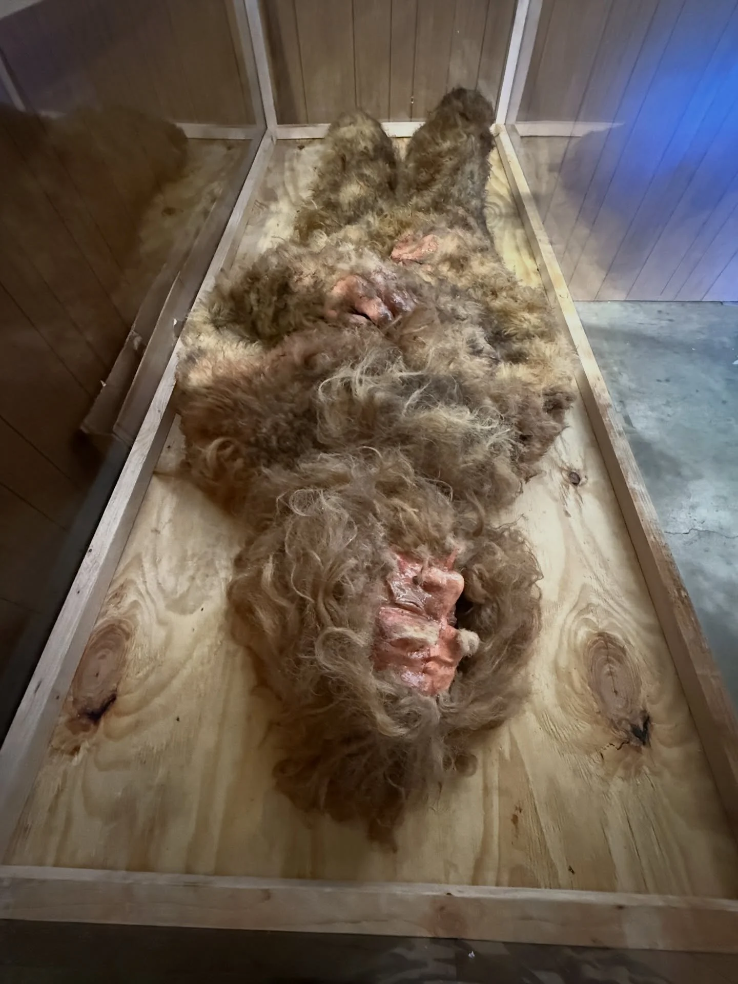 💥 2026: WELCOME TO THE YEAR OF BIGFOOT 👣
We&rsquo;re bringing you everything we got 💥
 #happynewyear #dack #bigfoot #sasquatch #book #exhibit #books #exhibitions #yeti #crptid #cryptozoology