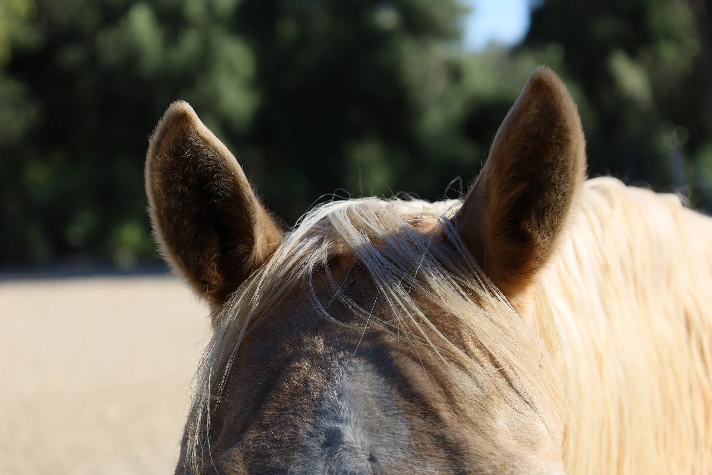 Close-up of a light brown horse's face with a whitish mane, showing its ears, with a blurred natural background.