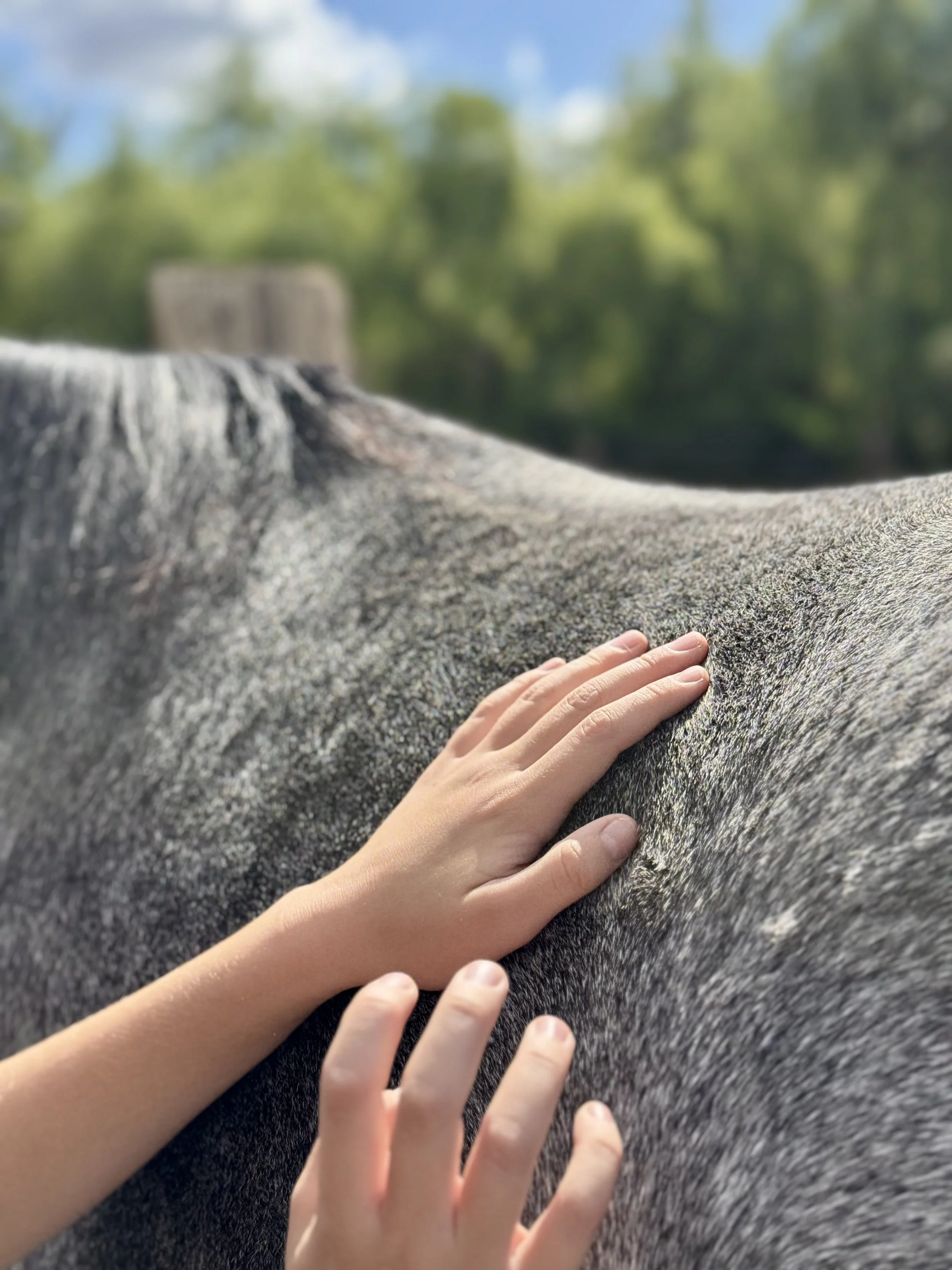 A child's hand touching the textured gray coat of a horse outdoors on a sunny day with green trees in the background.