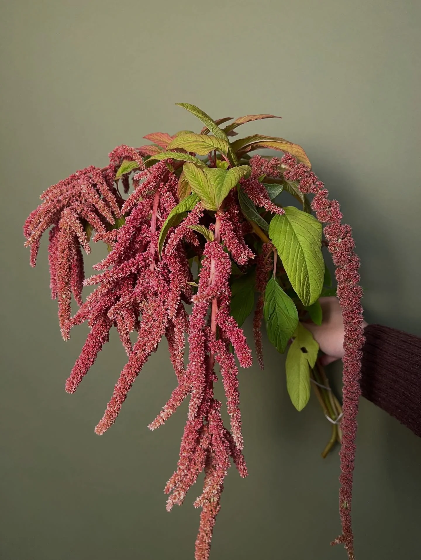 She&rsquo;s gorgeous and she&rsquo;s been to space!! In 1985, during the STS 61-B mission of the Space Shuttle Atlantis, amaranth was flown to space. It was used in experiments to discover if plants could complete their life cycle in micro gravity, w