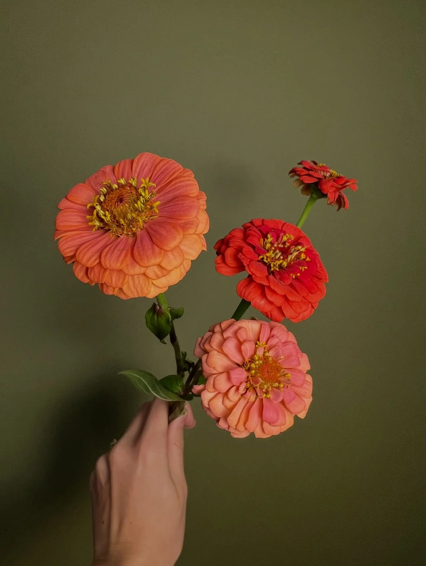 Zinnias have come a long way. Once dismissed as &ldquo;ugly to the eye,&rdquo; they&rsquo;re now celebrated for their dazzling color and cheer. These joyful blooms have completely won me over, so much so that I&rsquo;ll be growing them in my own gard