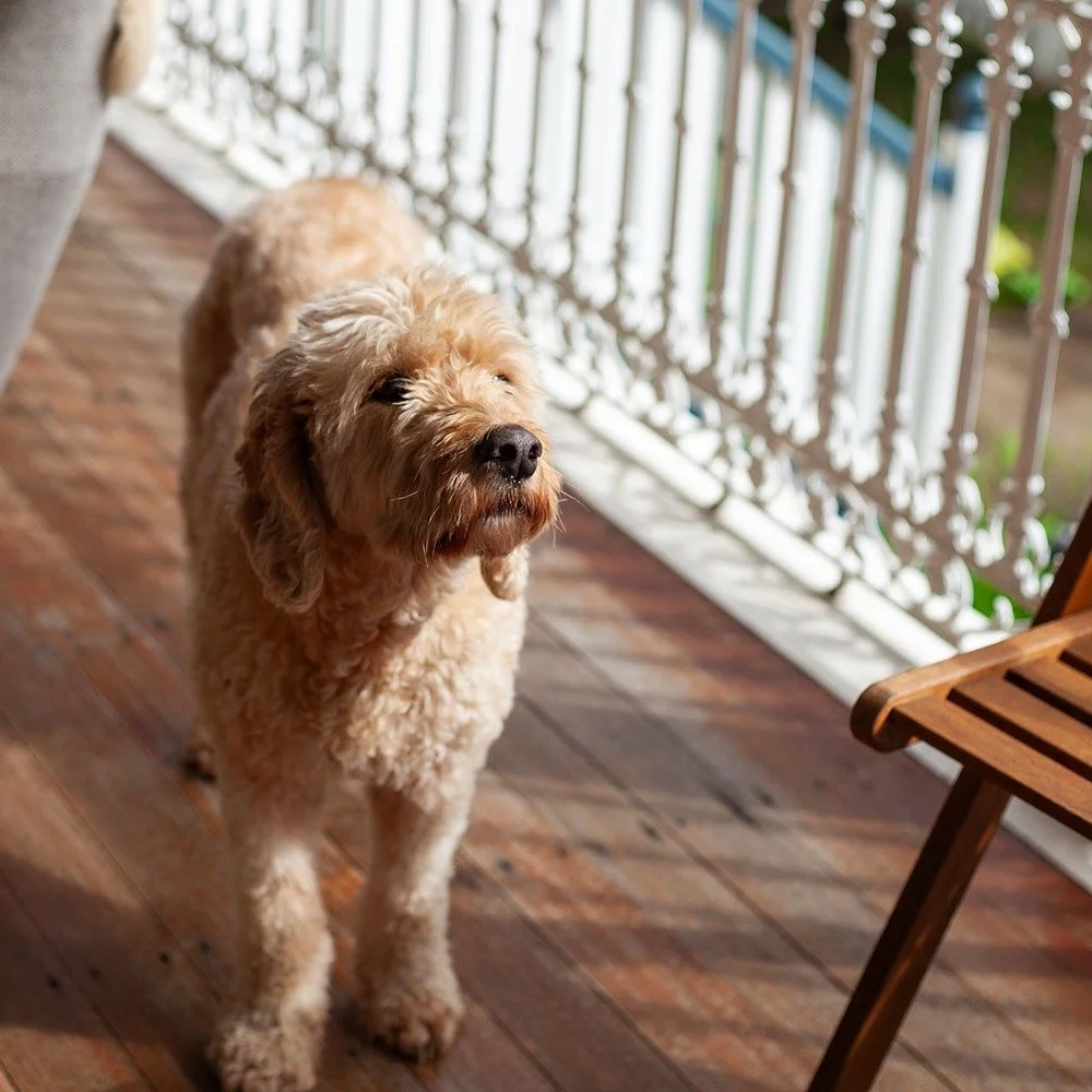 The best model @wally_groodle for @thedinnerpartyguide_