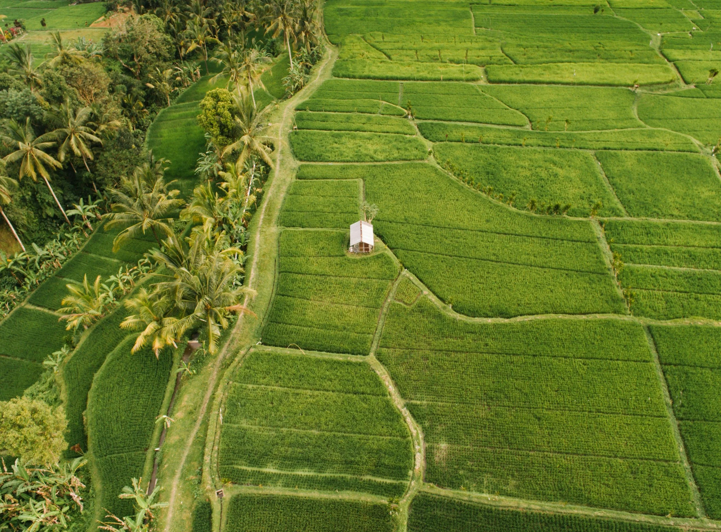 Aerial view of lush green rice paddies and palm trees with a small building in the center