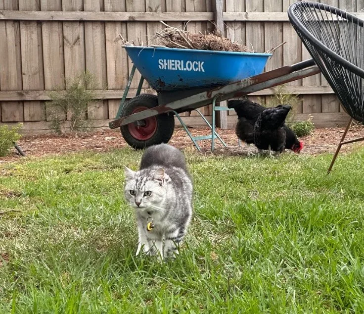 Guarding the important property&hellip; the Sherlock barrow in the backyard of course 🤣🛞

#SherlockWheelbarrows