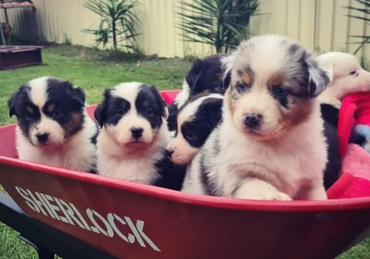 Happy Friday from the cutest wheelbarrow fleet 🐾

#SherlockWheelbarrows
