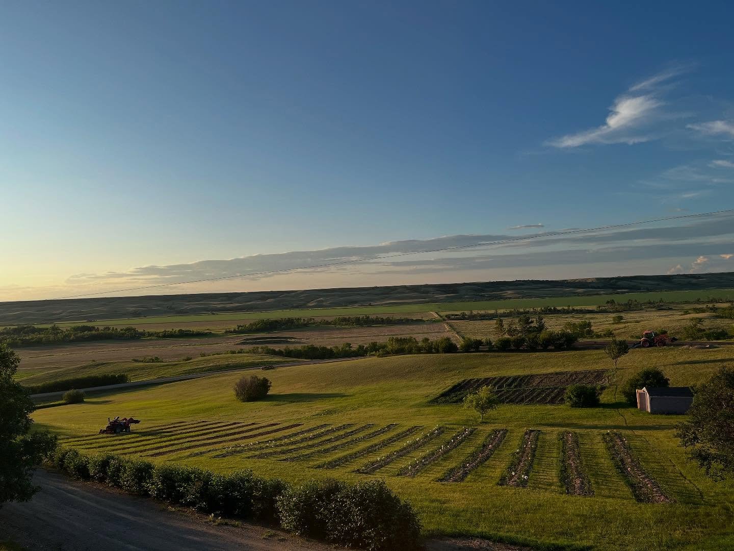 We&rsquo;re e x p a n d i n g 🌸 This fall, hundreds of new peony roots are finding their forever home at Twin Acres.

Peonies aren&rsquo;t instant &mdash; the first year they sleep, the second they creep, then they leap into armfuls of blooms that l