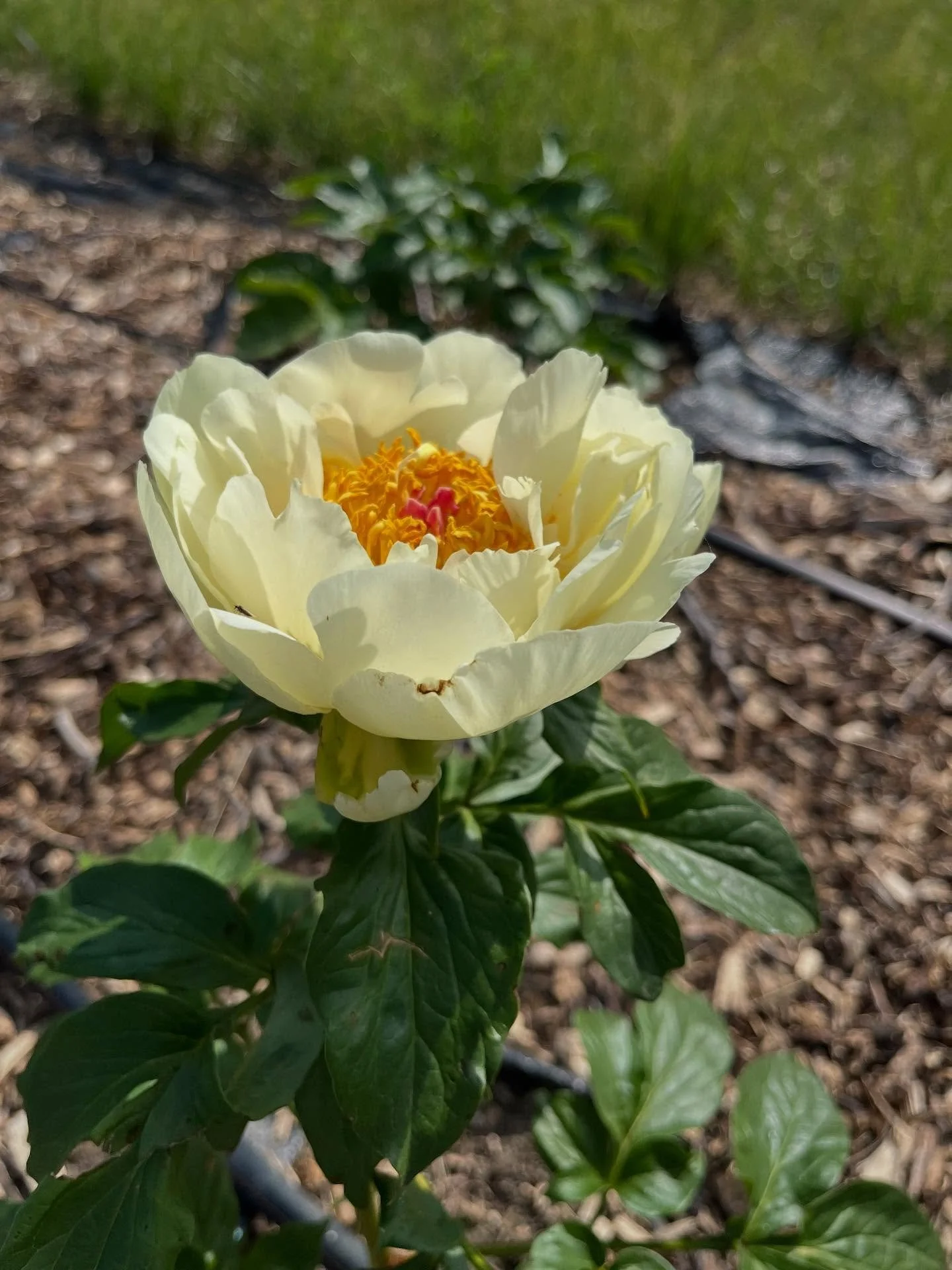 The peonies are blooming! 🌸 

We planted these as bare roots just last fall, so we weren&rsquo;t expecting much this year&mdash;but we&rsquo;ve been so impressed by how many took hold and even sent up blooms in their very first season. While they st