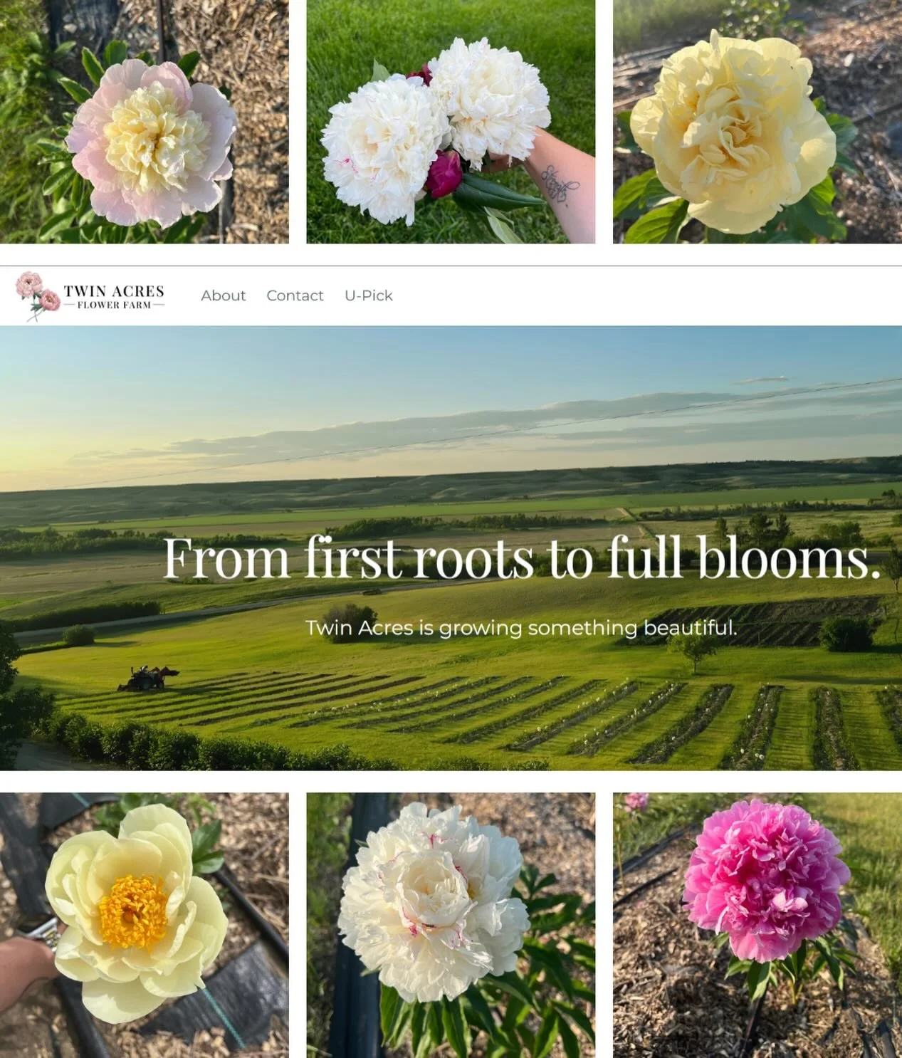 While a polar vortex has us bundled up in frigid temperatures, we&rsquo;re choosing to think ahead to warmer days.

Our website is officially LIVE, marking the soft launch of Twin Acres Flower Farm, opening Spring 2026 ✨

We&rsquo;ll be continuing to