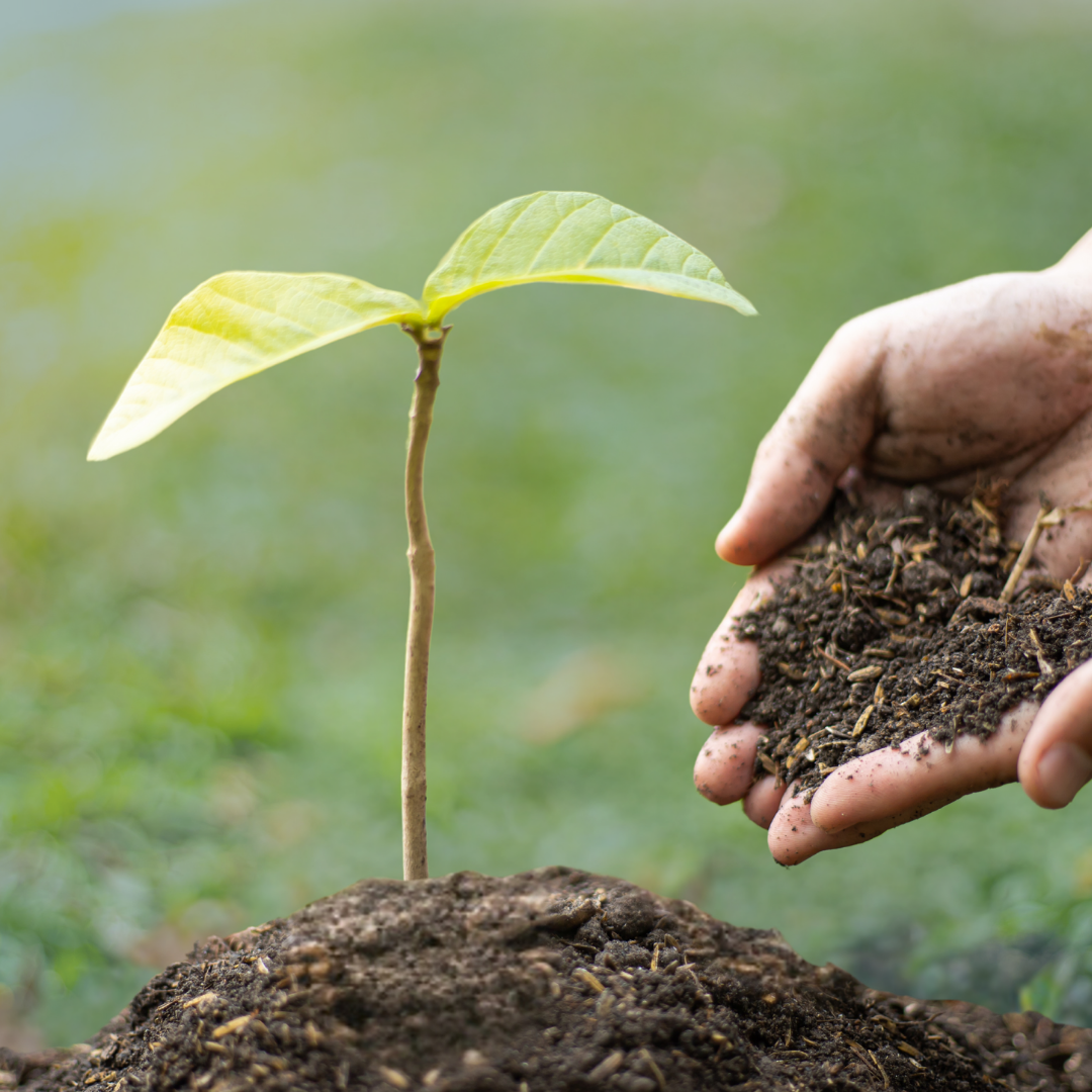 Hands planting a seedling