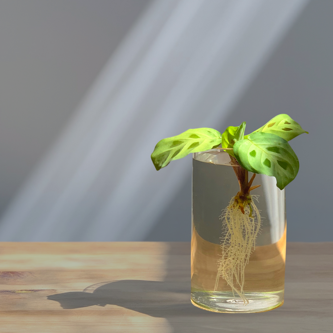 A cutting in a vase ready to be planted