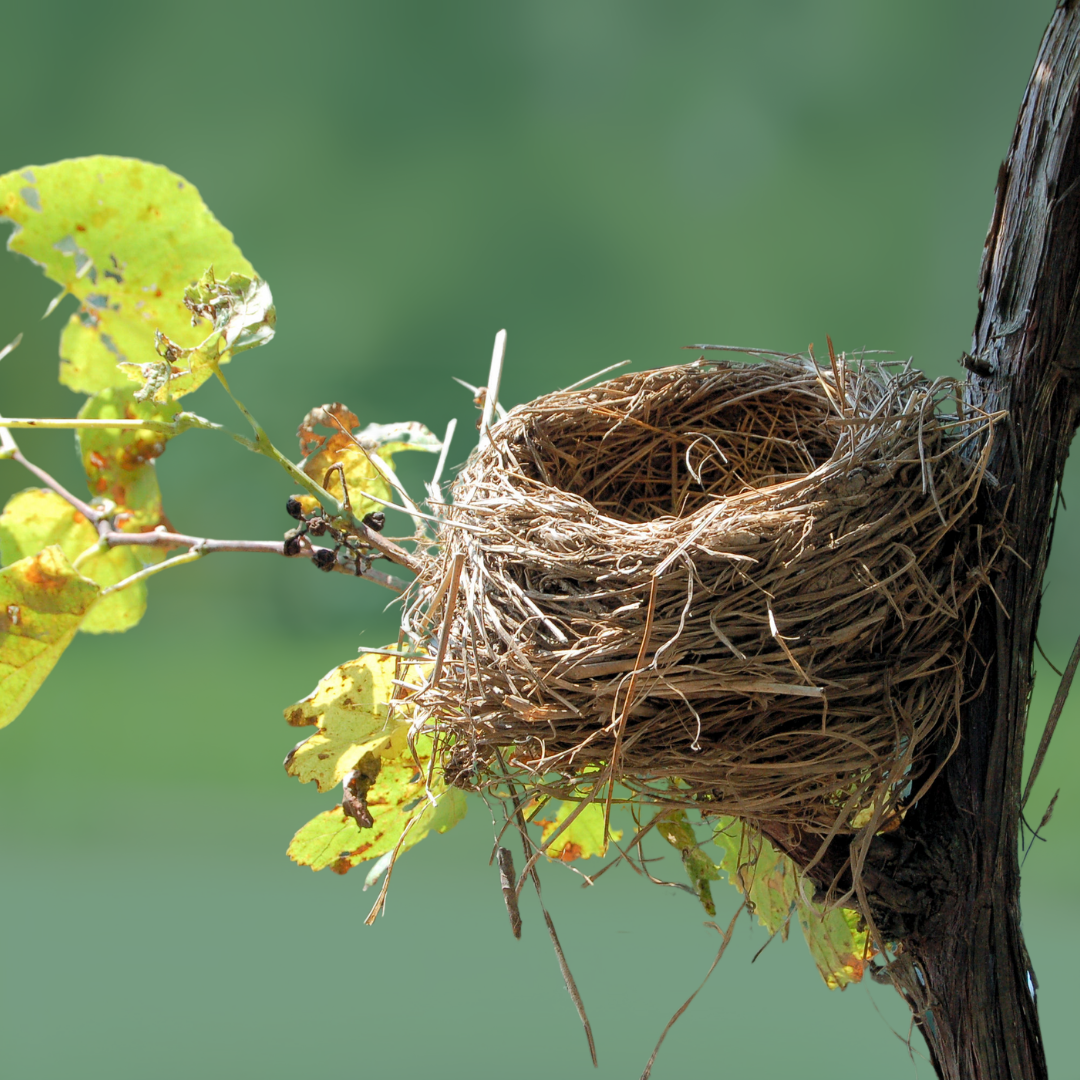 A bird's nest in a branch in the foreground, with a leafy blurred background