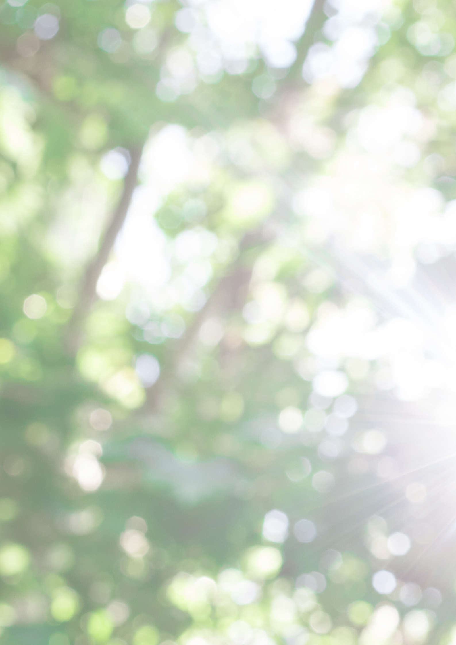 How I work at Bellbird Communications - image of dappled sunllight through trees