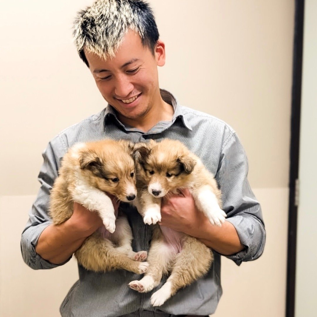 Puppy love alert! 🐾
Dr. Trung had some very special visitors &mdash; these adorable collie puppies stole everyone&rsquo;s hearts (and maybe a few treats, too). Whether it&rsquo;s your pet&rsquo;s first check-up or a routine visit, we&rsquo;re here t