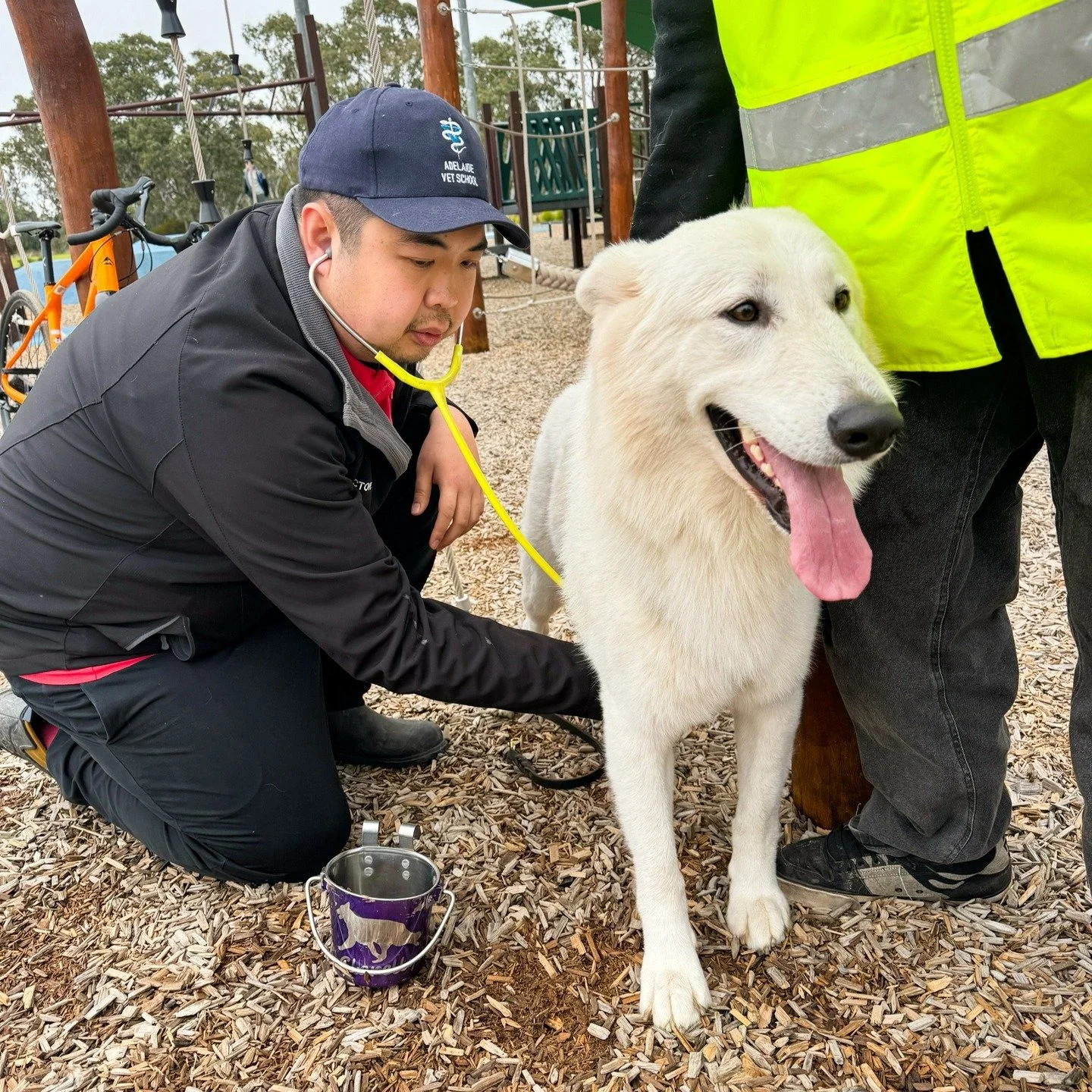 🐾 Monash Veterinary Clinic Supports Another Endurance Test! 🐾

This past Saturday, we were proud to support another fantastic ANKC Endurance Test, hosted by the White Swiss Shepherd Club. Our very own Dr Victor generously volunteered his time to co