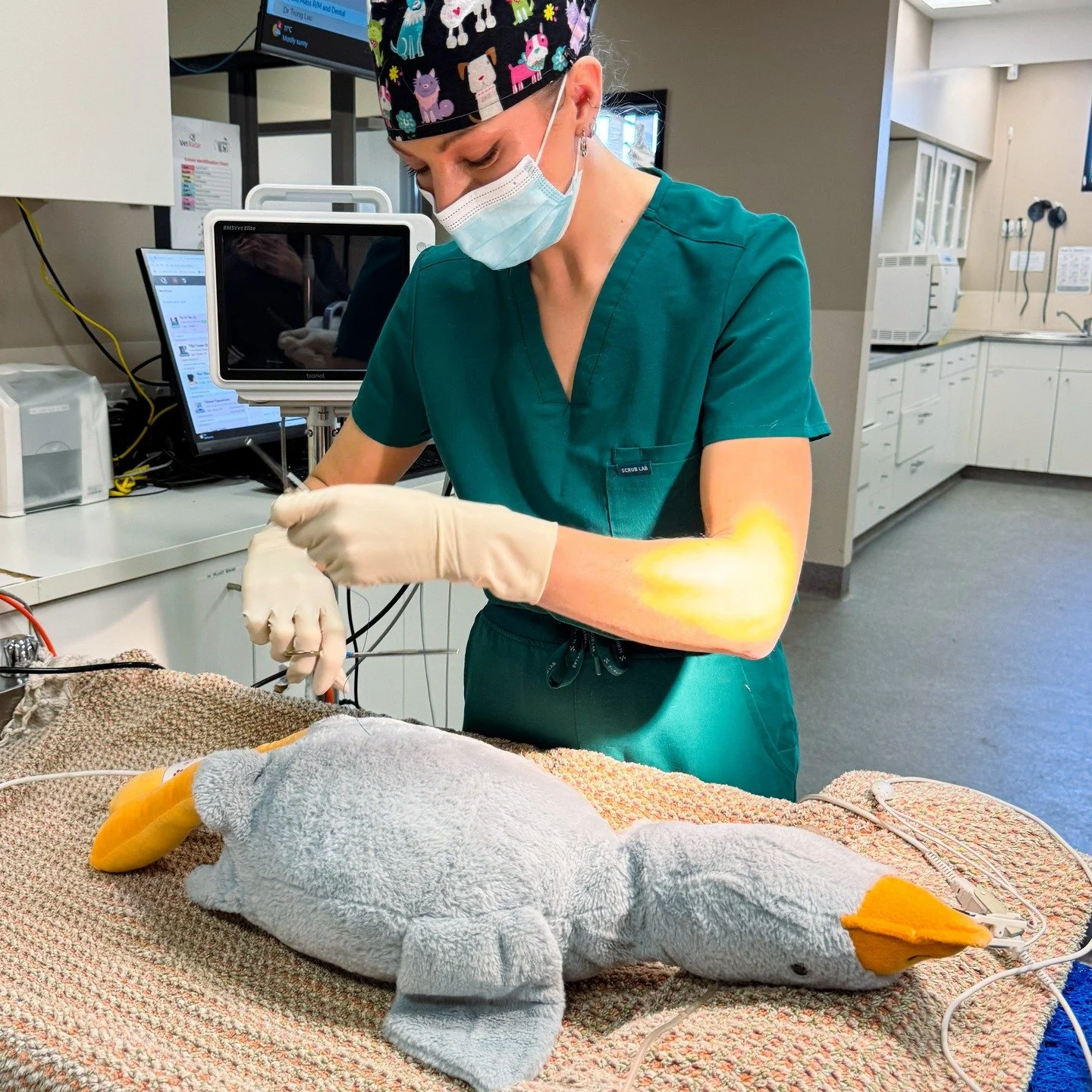 🚨 EMERGENCY ADMISSION 🚨

This morning we had a critical 'stuffing situation'! 😱
A beloved goose stuffie was rushed into Monash Vet with extensive cuddle trauma and suspected fluff loss due to excessive love and affection ❤️

Hannah and the team sp