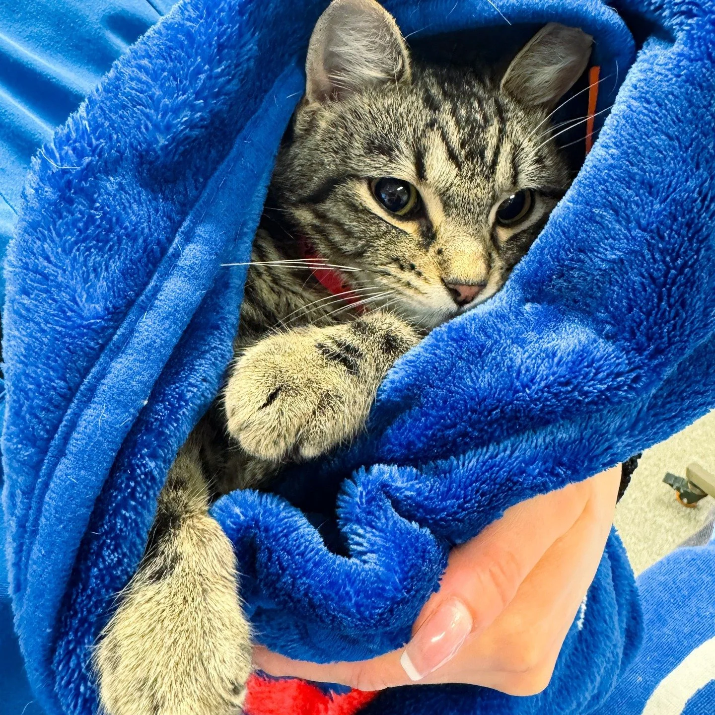 ✨🐾 &quot;Purrito&quot; preparation in progress! 🐾✨
This sweet little fluffball is all snuggled up in their blanket burrito before surgery.
Warm, cozy, and completely unaware of just how cute they are. 💛

Don&rsquo;t worry &mdash; our team will tak