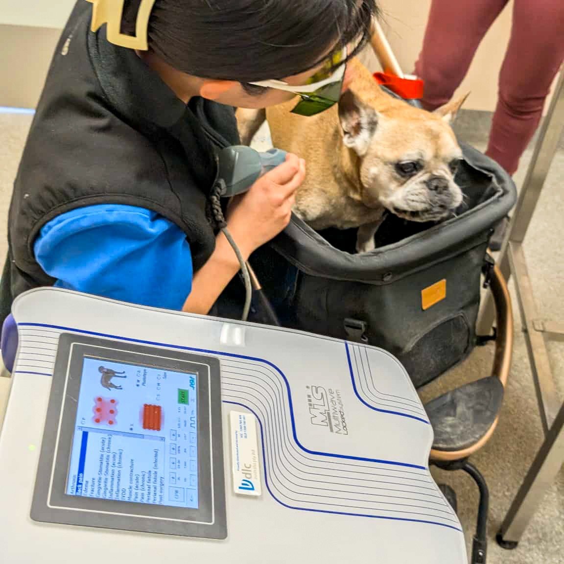 🐾 Archie&rsquo;s Laser Day! 🐾
Meet Archibald, our very stylish French Bulldog patient who always arrives for his appointments in his pram! 💅🛺
Here you can see our wonderful nurse Bec performing Class IV Cold Laser Therapy &mdash; a non-invasive, 