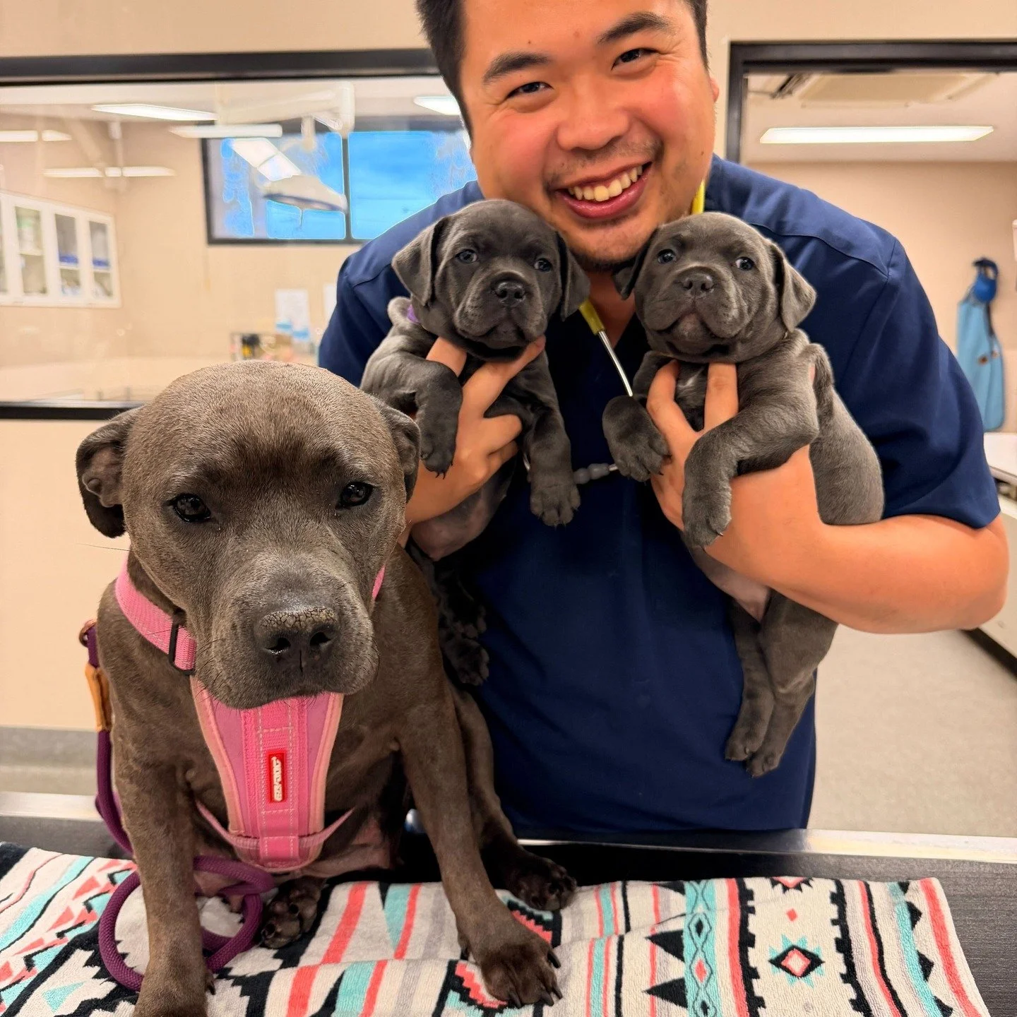 🌟 Bonnie&rsquo;s Big Adventure 🌟

Bonnie has had quite a journey with us over the past few months and we&rsquo;re so thrilled to share her happy ending.

Bonnie first came to see us for progesterone testing so we could perfectly time her inseminati