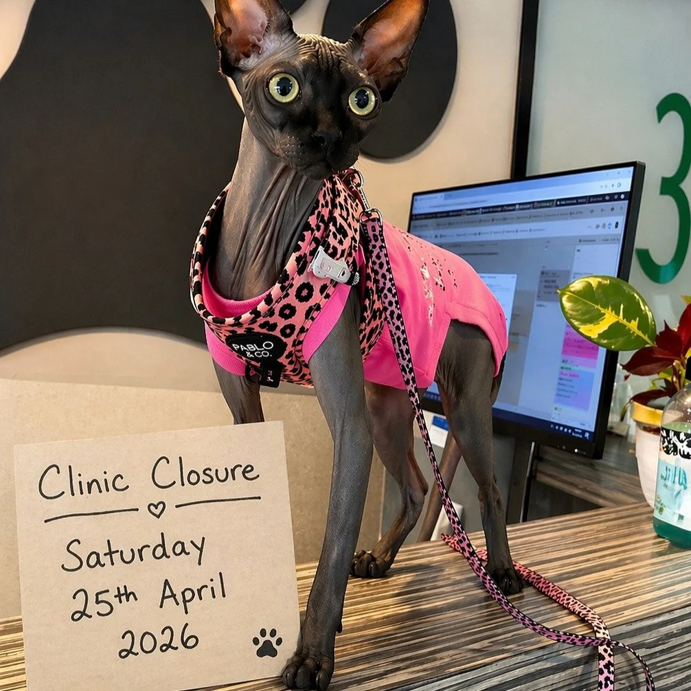💼🐾Meet our newest (and most naked) team member🐾💼

We&rsquo;re trialling Alora the Sphynx as our new receptionist. 
She&rsquo;s warm, attentive, and takes her job very seriously..&hellip;.especially when it involves being the centre of attention ?
