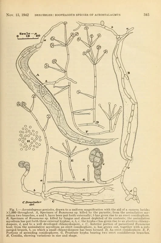 Acrostalagmus goniodes by Charles Drechsler.jpg