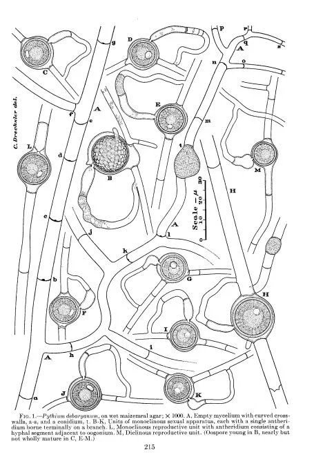 Pythium debaryanum.jpg
