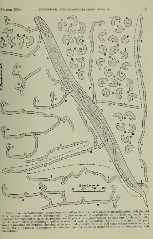 Nematoctonus campylosporus Drawing by Drechsler.jpg