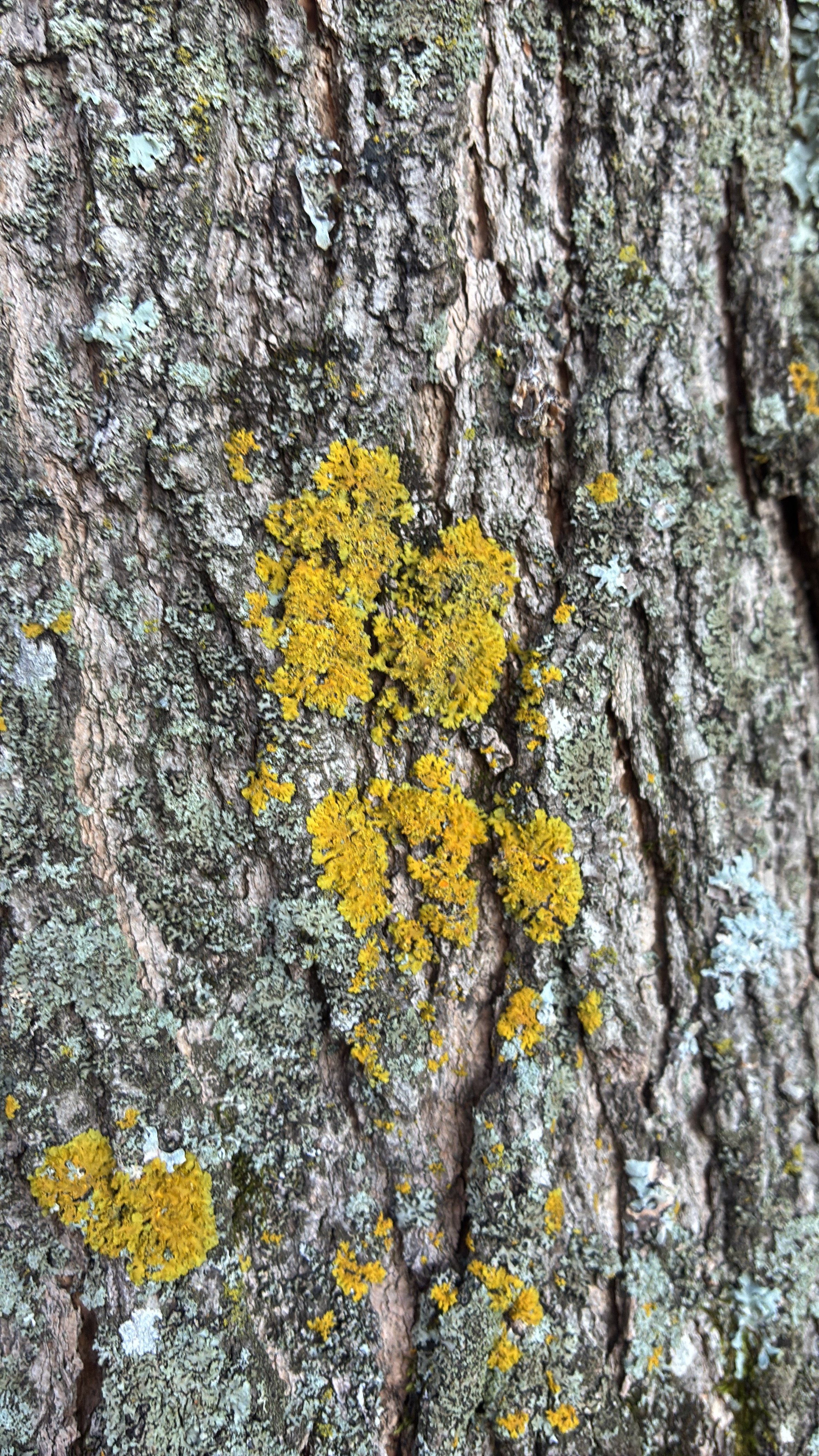 Sunburst Lichen in Butternut