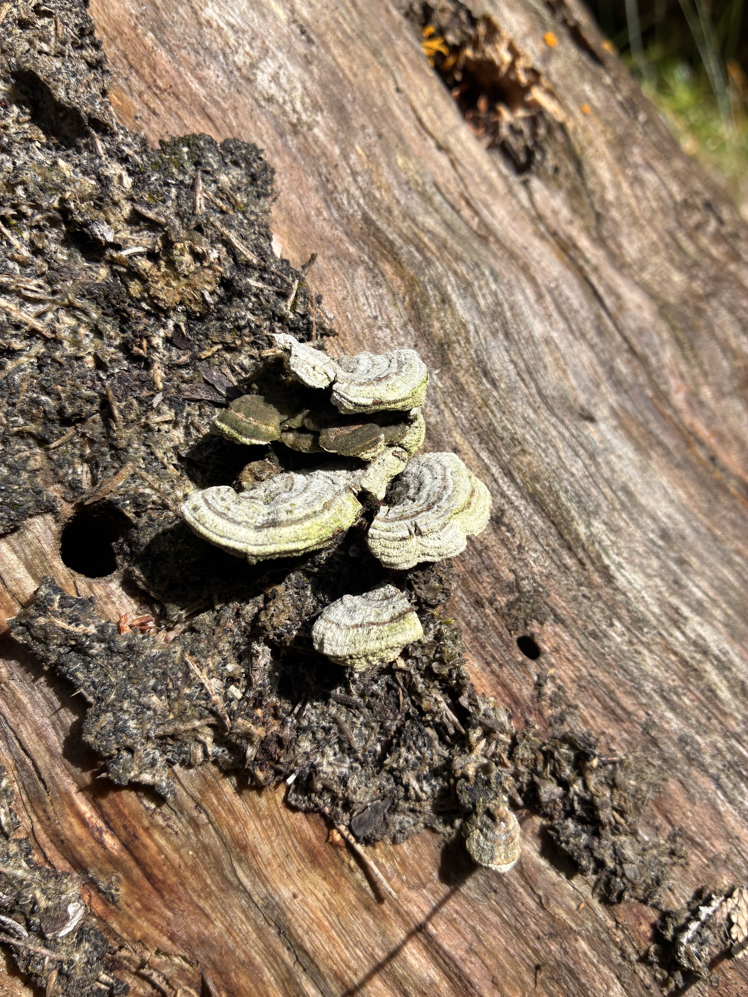 Turkey Tail in Butternut