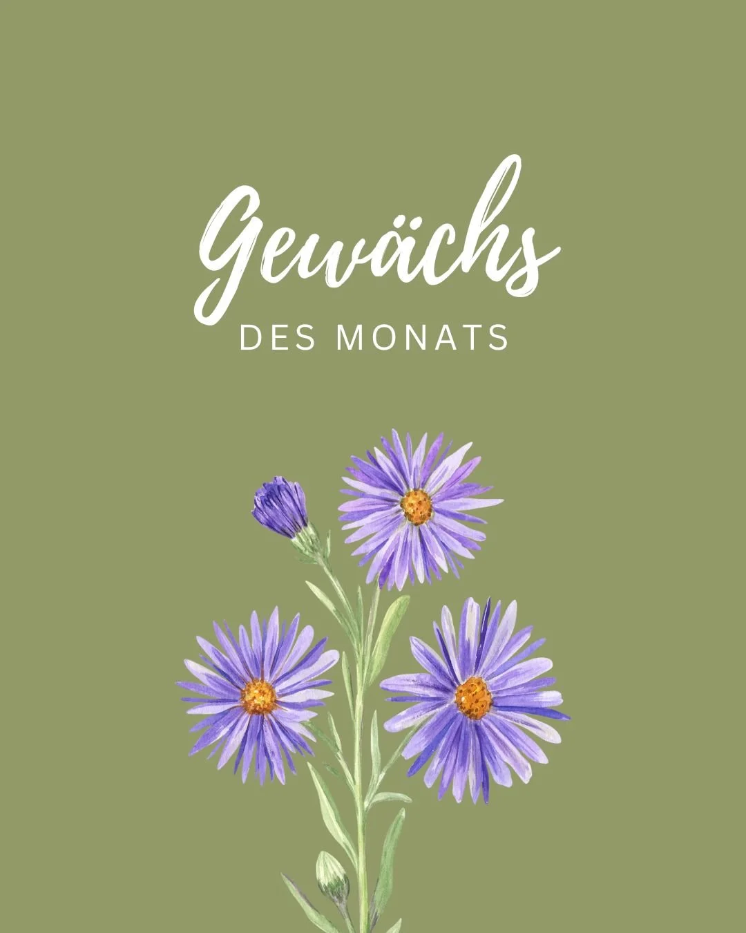 Wenn viele Blumen schon verbl&uuml;ht sind, zeigt die Herbstaster noch einmal ihre ganze Sch&ouml;nheit 🌸: kr&auml;ftige Lilat&ouml;ne, oft auch Rosa oder Wei&szlig;, die Beete und G&auml;rten zum Leuchten bringen. 

Sie ist nicht nur h&uuml;bsch f&