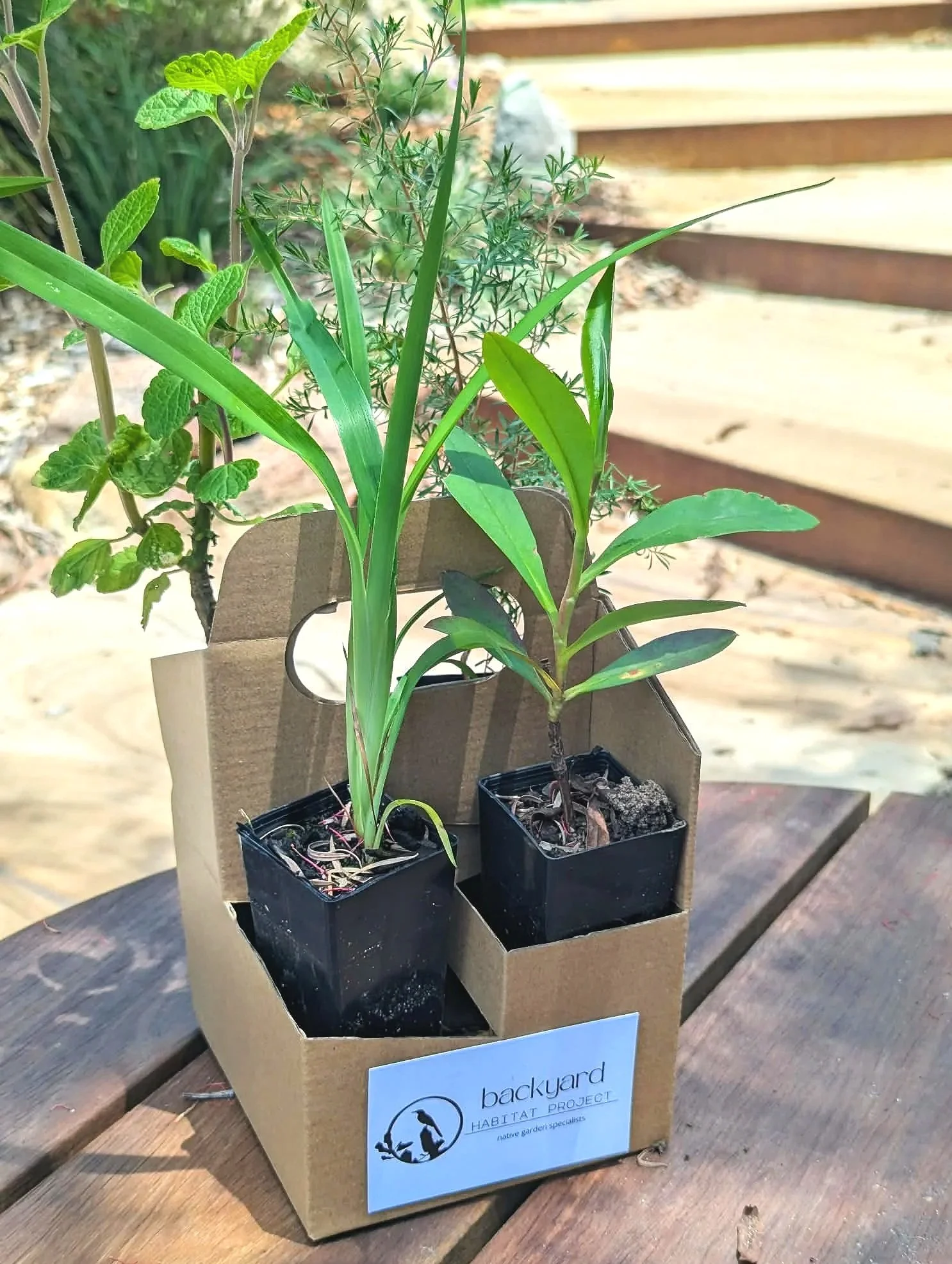 Australian Native Plant Pollinator Pack