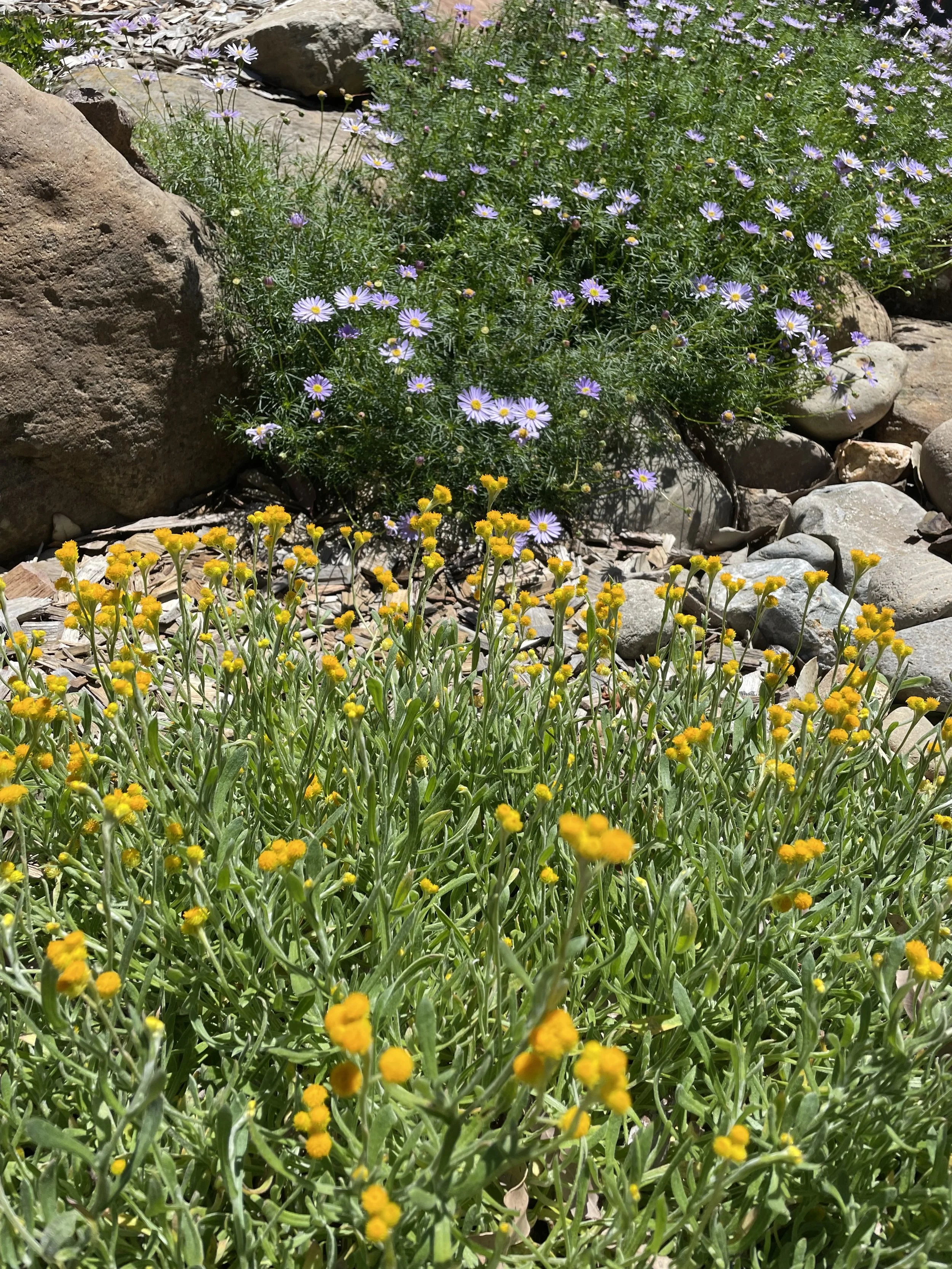 Planting Guide for Native Gardens (Download)