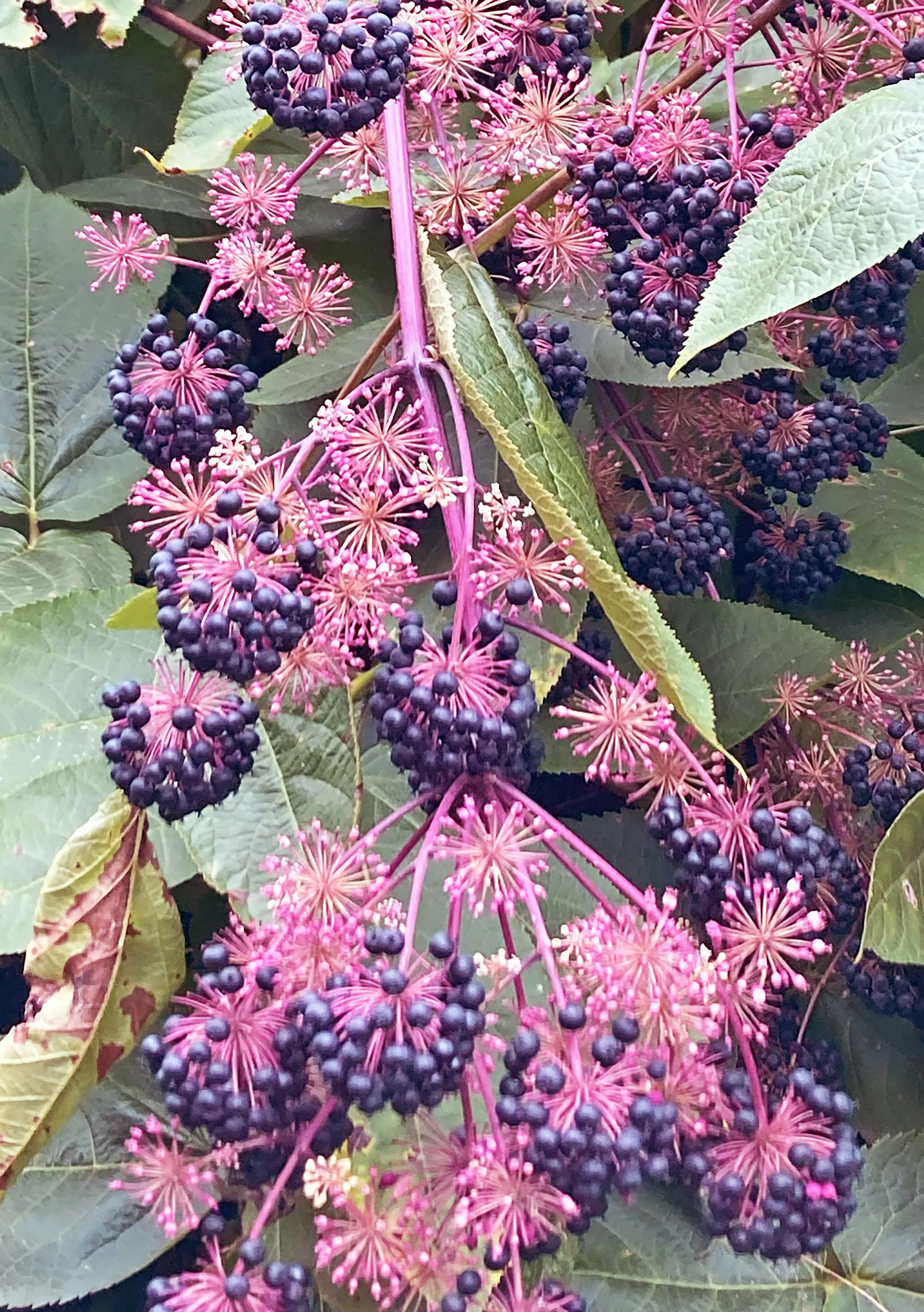 Elderberry 1.2.jpg