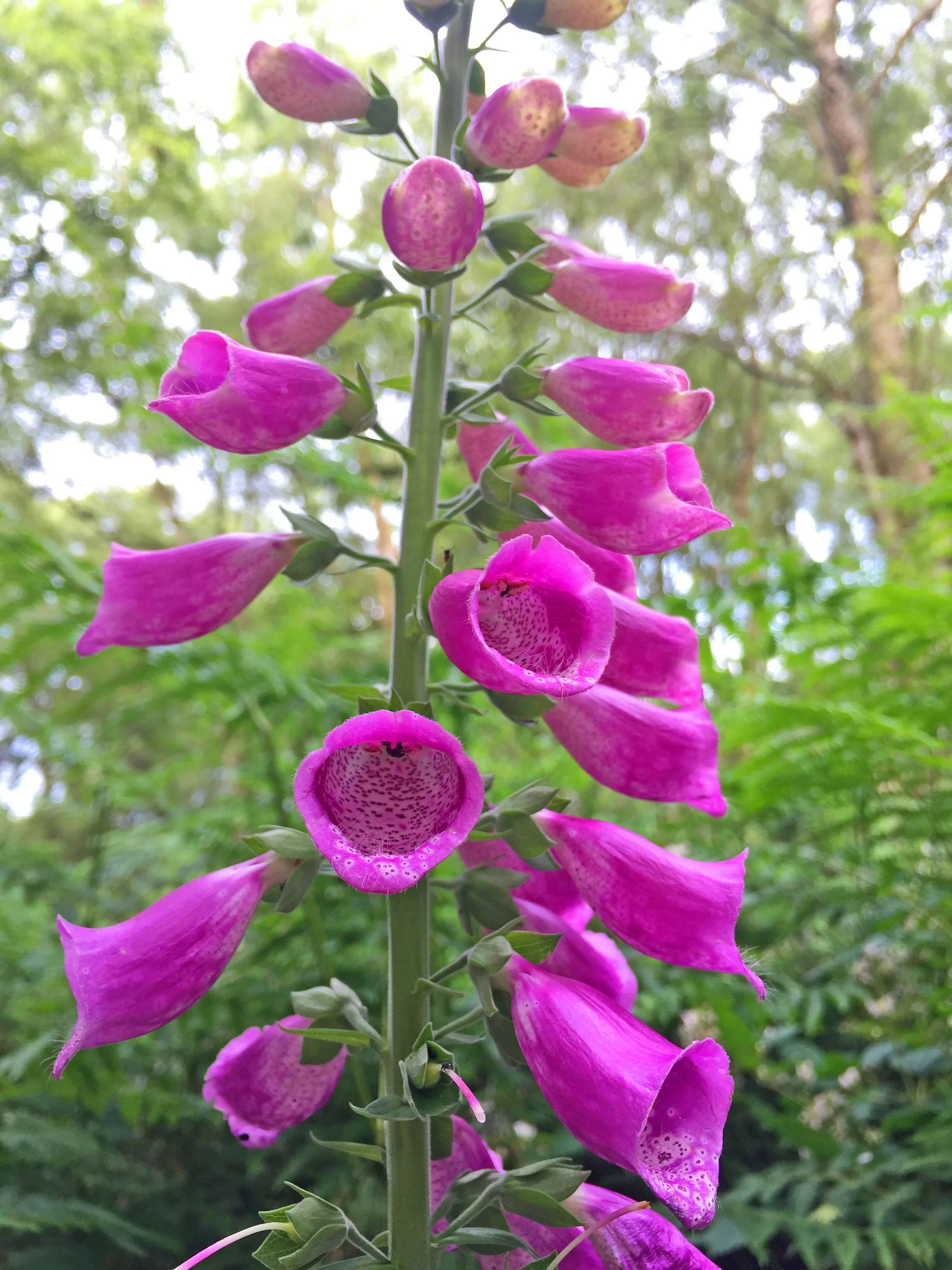 Foxglove 1.jpg
