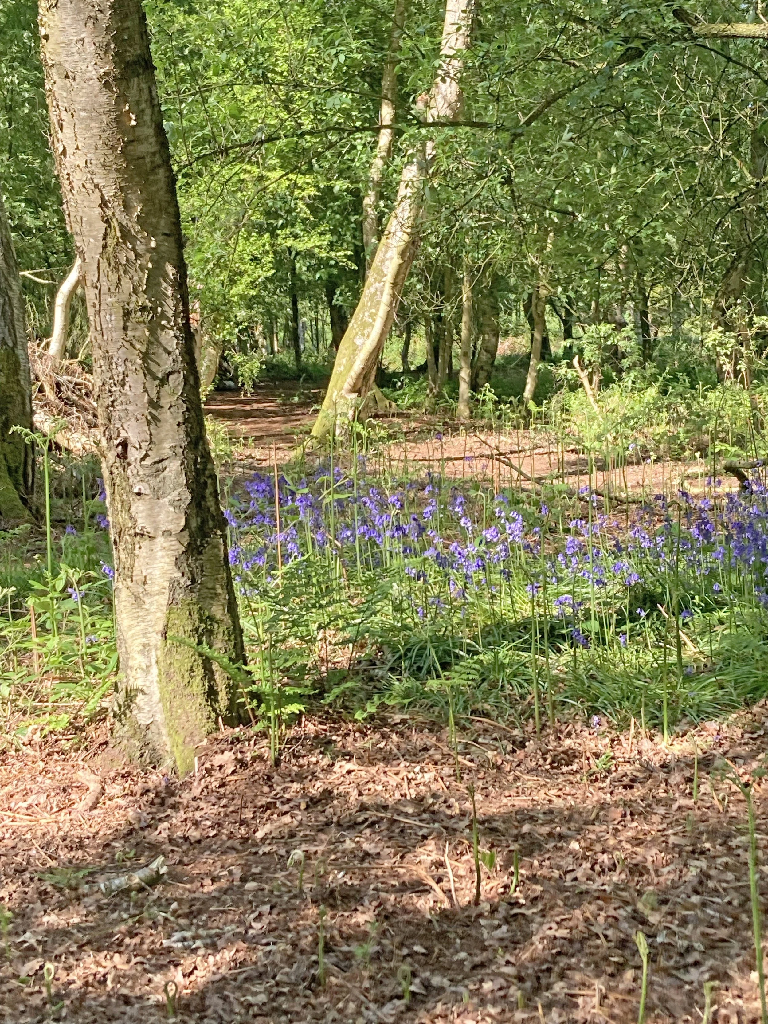 Bluebell wood.jpg