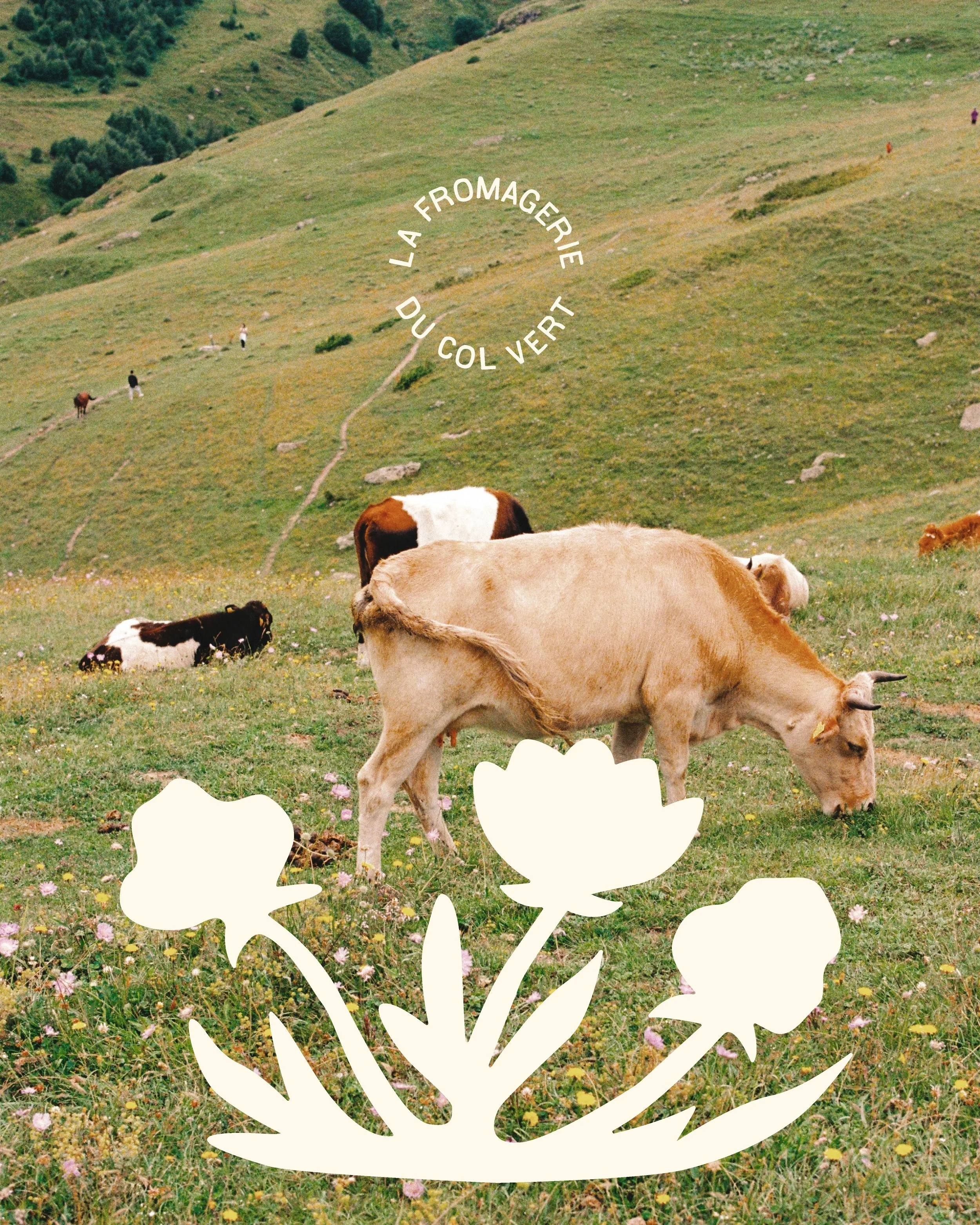 Vache brune et blanche pâturant dans un champ de fleurs avec collines verdoyantes en arrière-plan, et un logo de fromage blanc en bas, ainsi qu'une inscription circulaire en français "La fromagerie du Col Vert".