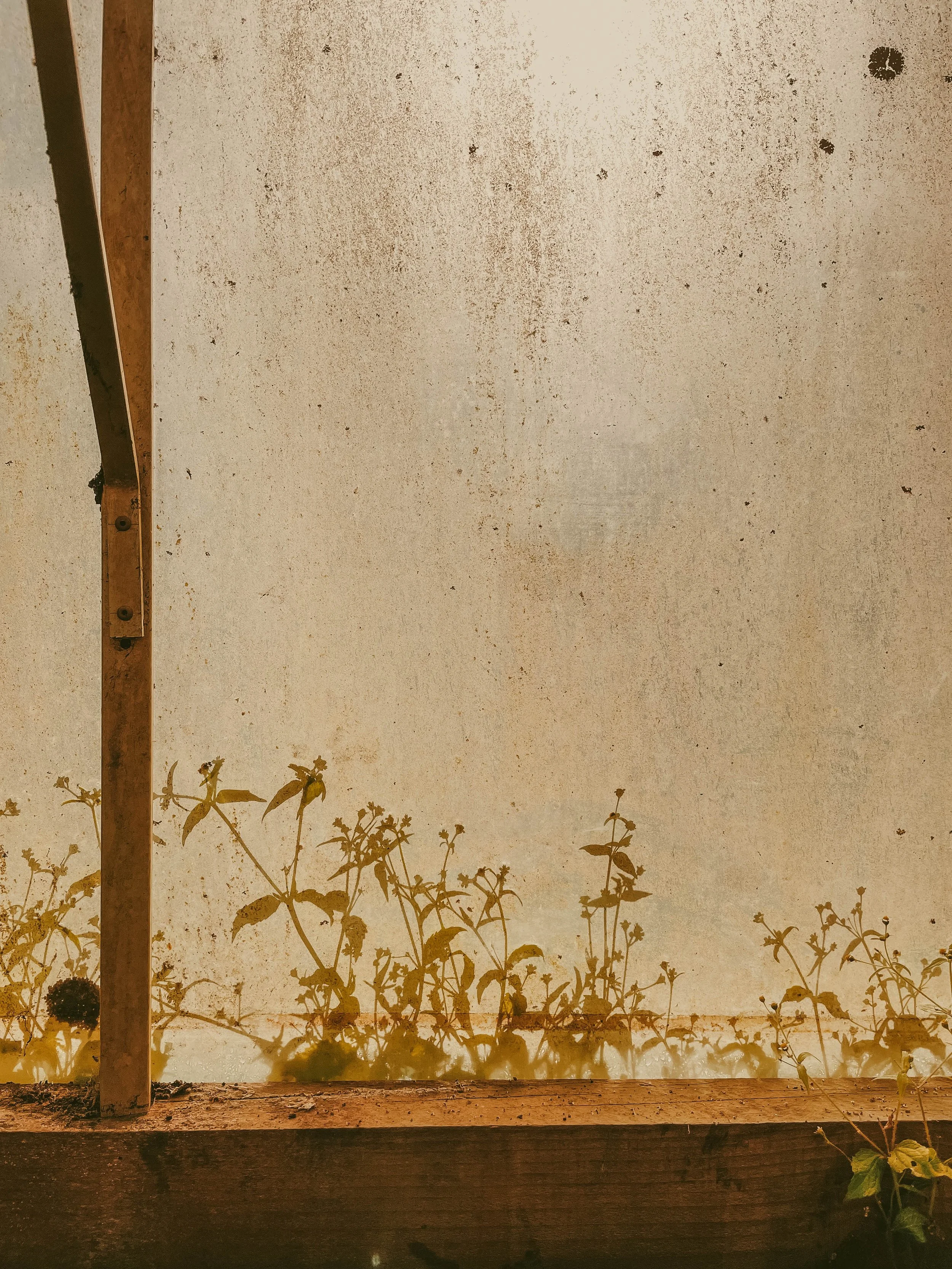 Les ombres de plantes grasses ou de petites fleurs projetées sur un mur en plâtre blanc, avec une structure en bois en bas et à gauche.