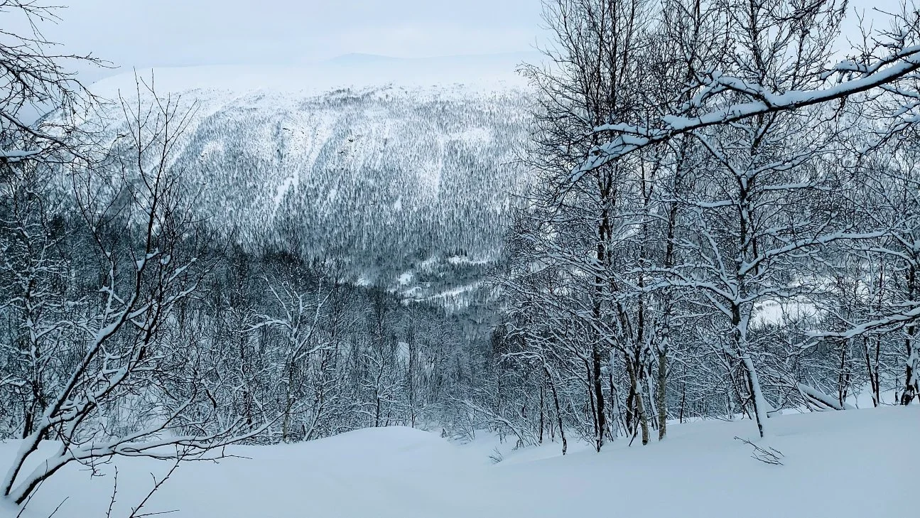 Scenic forest view near Fløya mountain