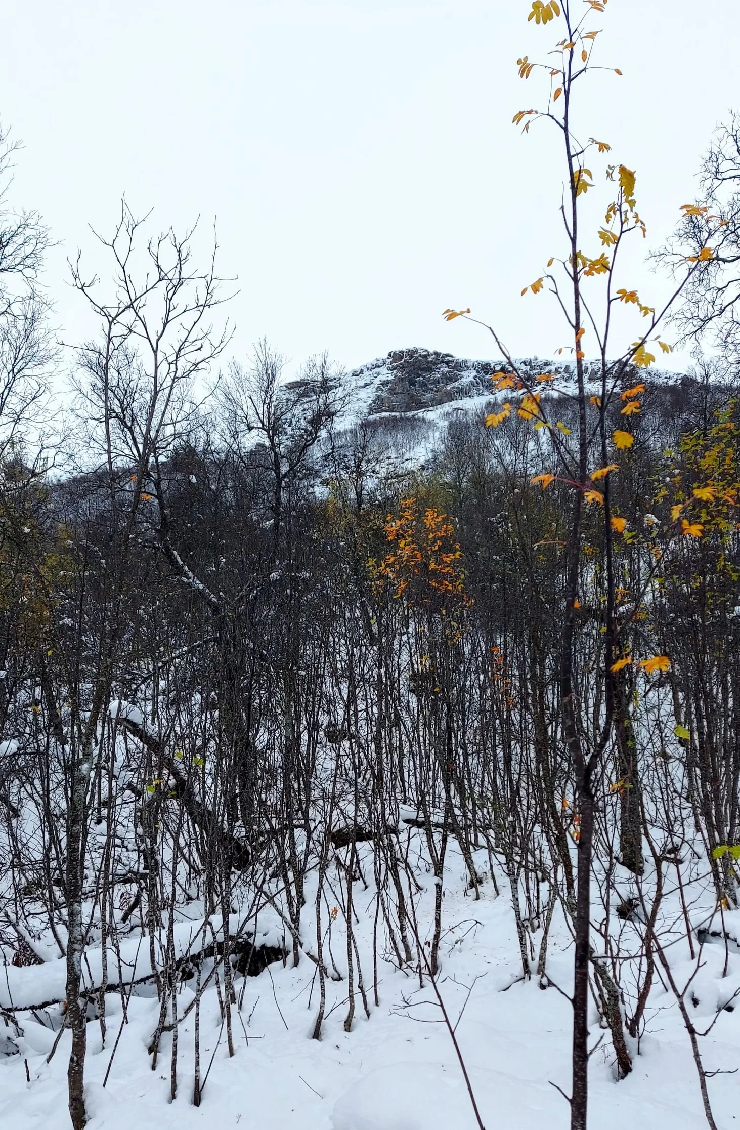 Guided snowshoeing near cable car tromso