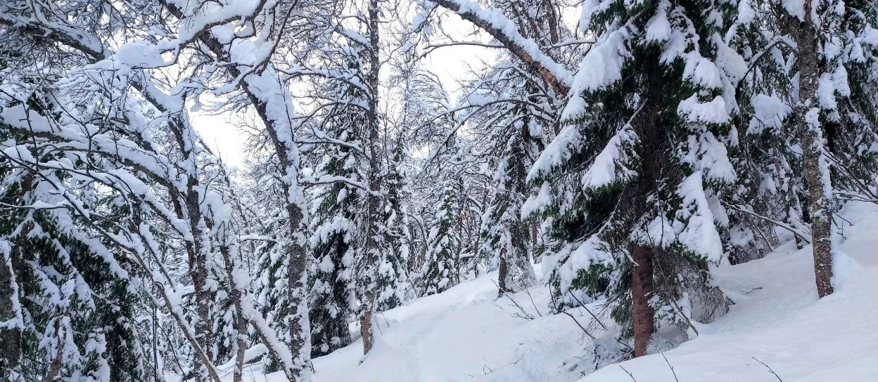 Guided snowshoe trek in tromso