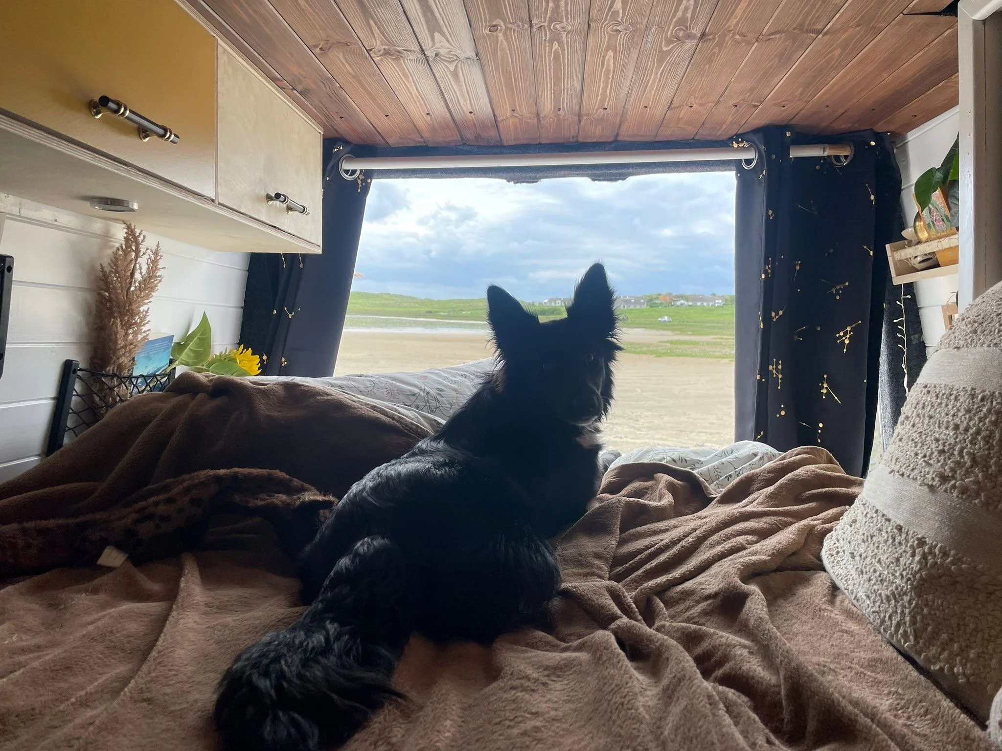 A black dog with pointed ears sitting on a bed inside a camper van, looking out the window at a landscape with a cloudy sky, fields, and some buildings in the distance.