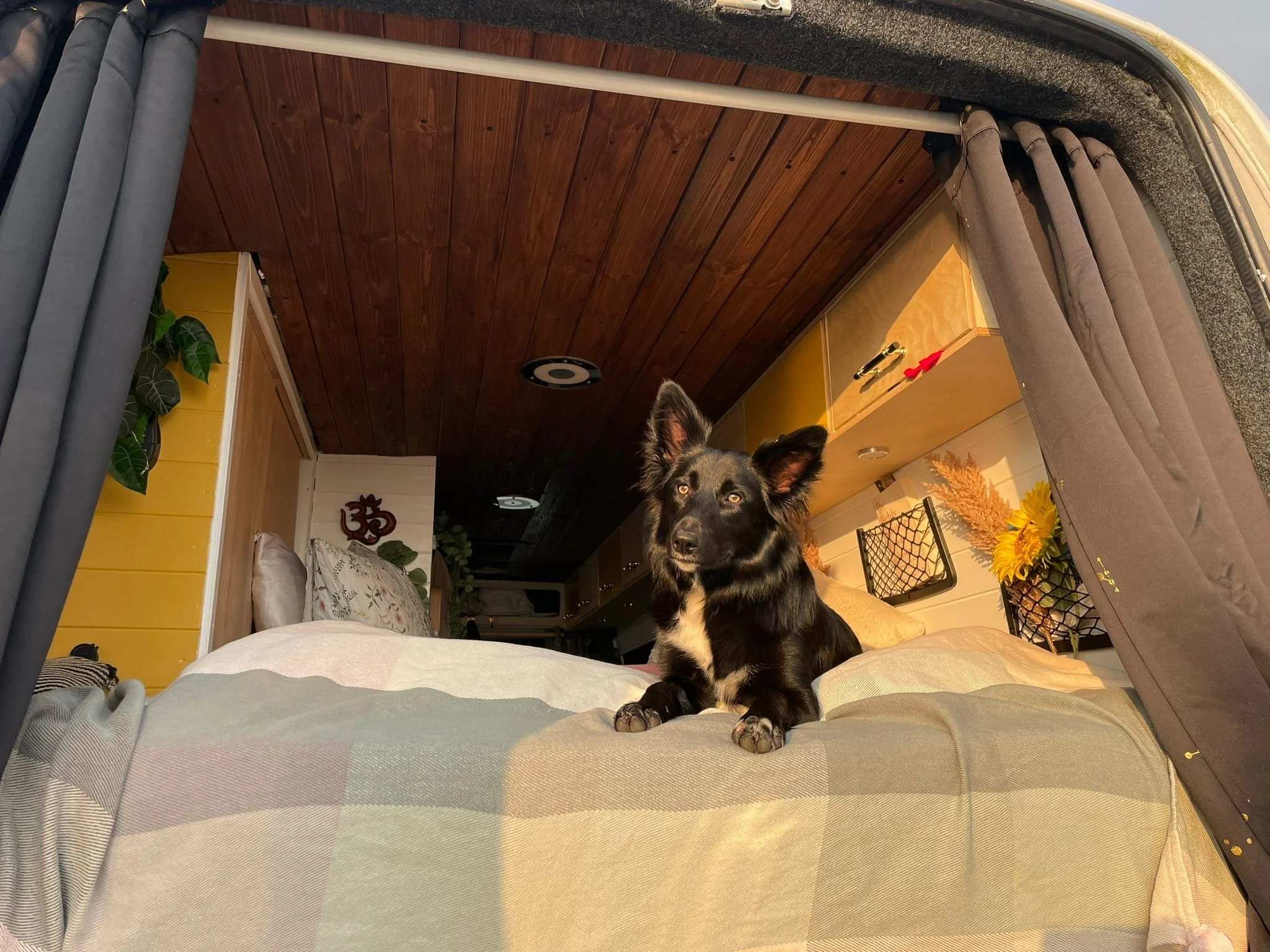 A black and tan dog lying on a bed inside a cozy camper with wooden ceiling, yellow walls, and decorative elements including plants, sunflower bouquet, and wall hanging.