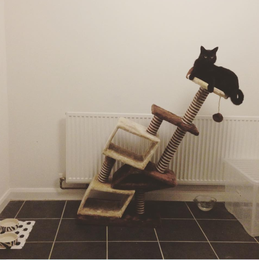 A black cat sitting on the top perch of a multi-level cat tree in a room with a white wall, black tiled floor, a white radiator, a pair of zebra-striped slippers, a pet water bowl, and a clear plastic storage container.