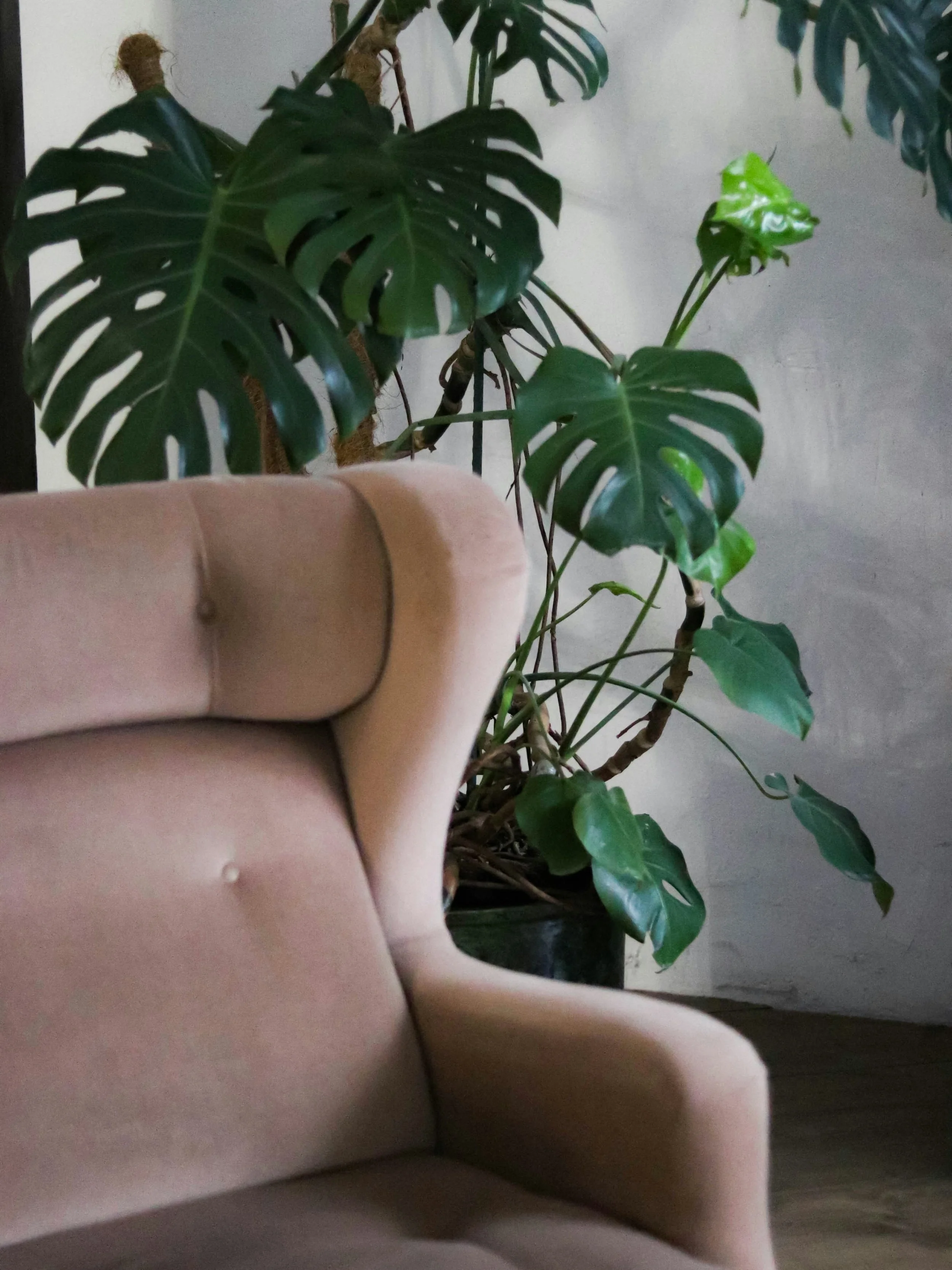 A calm interior with a beige armchair and green Monstera plant — evoking safety, rest and the feeling of a grounded, welcoming space.