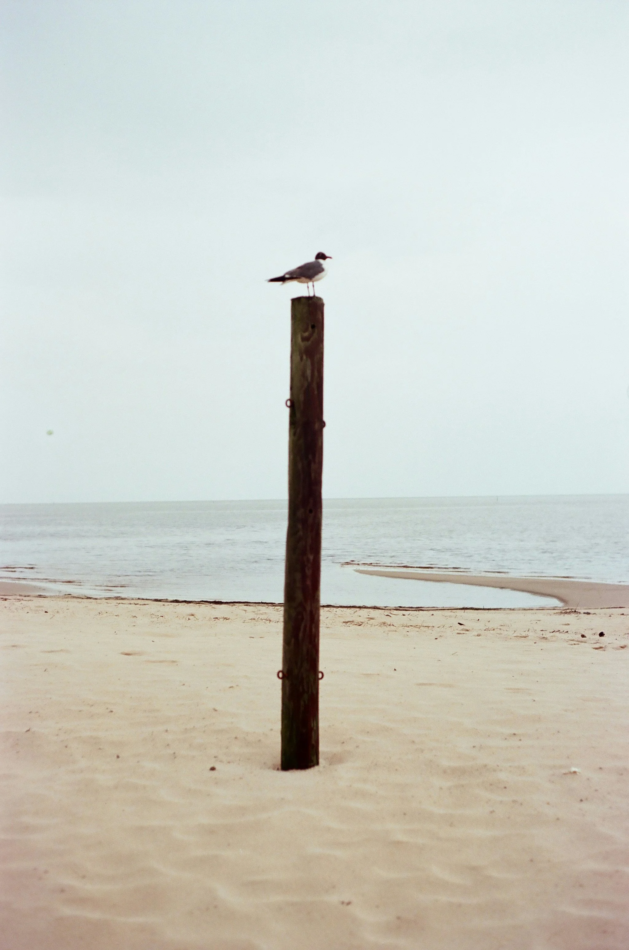 A seagull perched on a wooden pole on a sandy beach with the ocean in the background.