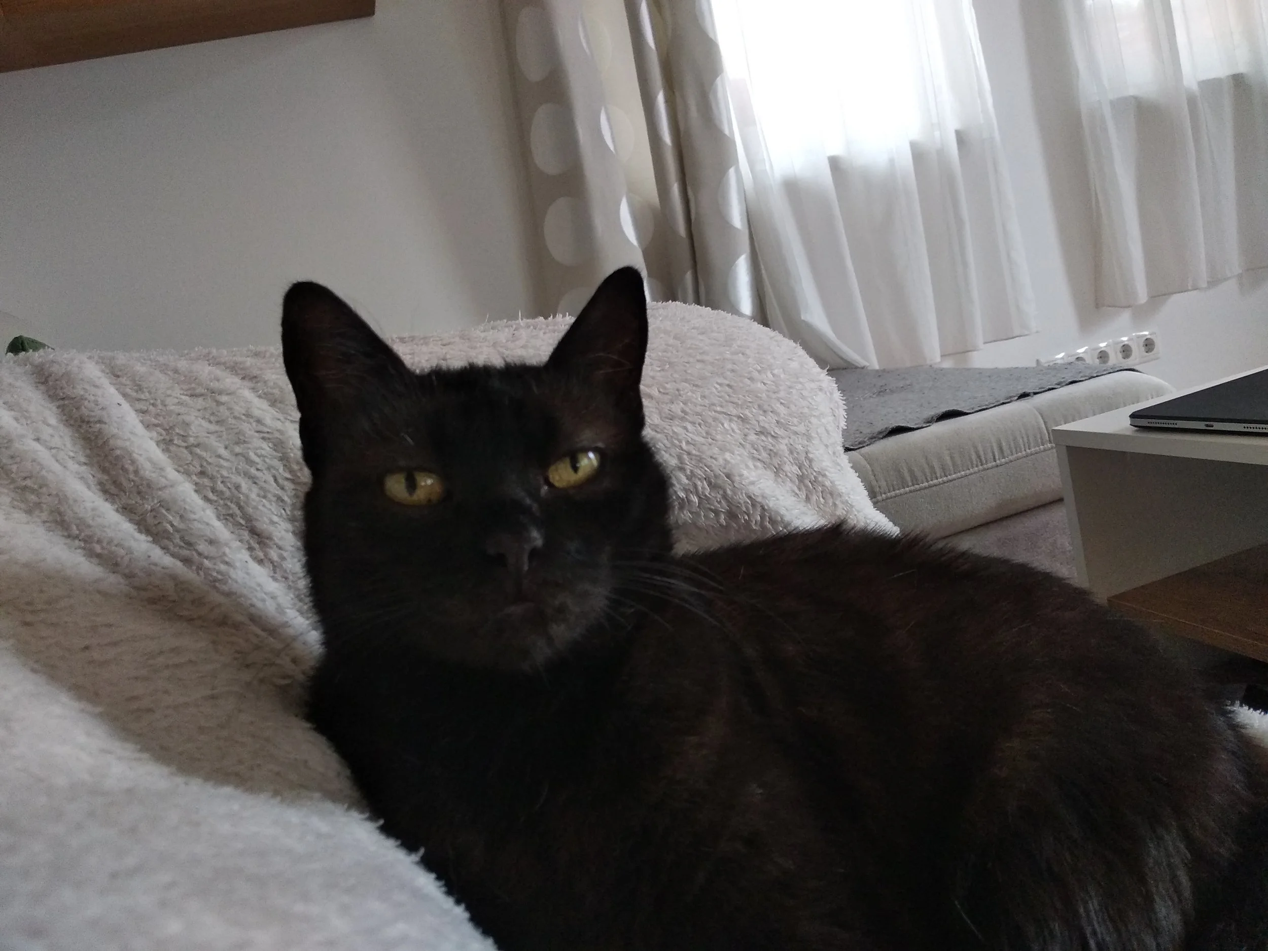 Eva Suzanna Gaspar at home in Budapest with her cat Charlie — portraying calm, presence and authenticity in daily life.